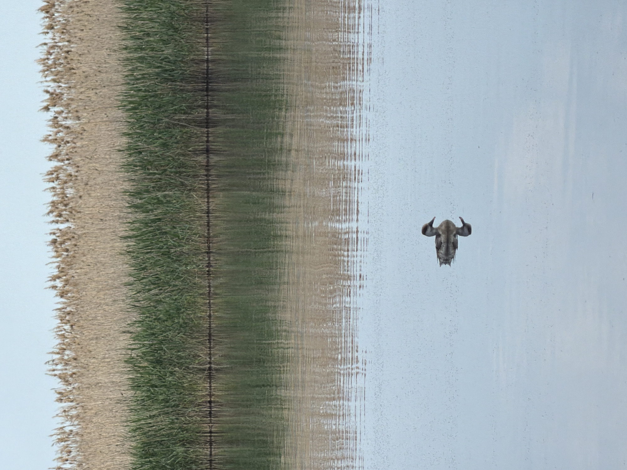 A landscape photo taken in Leningradskaya, Russia, oriented vertically. On the left, tall, dense grass transitions from green at the bottom to beige toward the top. A body of water, likely a lake, stretches across the majority of the image, featuring faint ripples and reflections. In the upper right, the head of an animal, possibly a water buffalo, protrudes from the water, with its horns and part of its face visible. The overall tone of the image is serene.