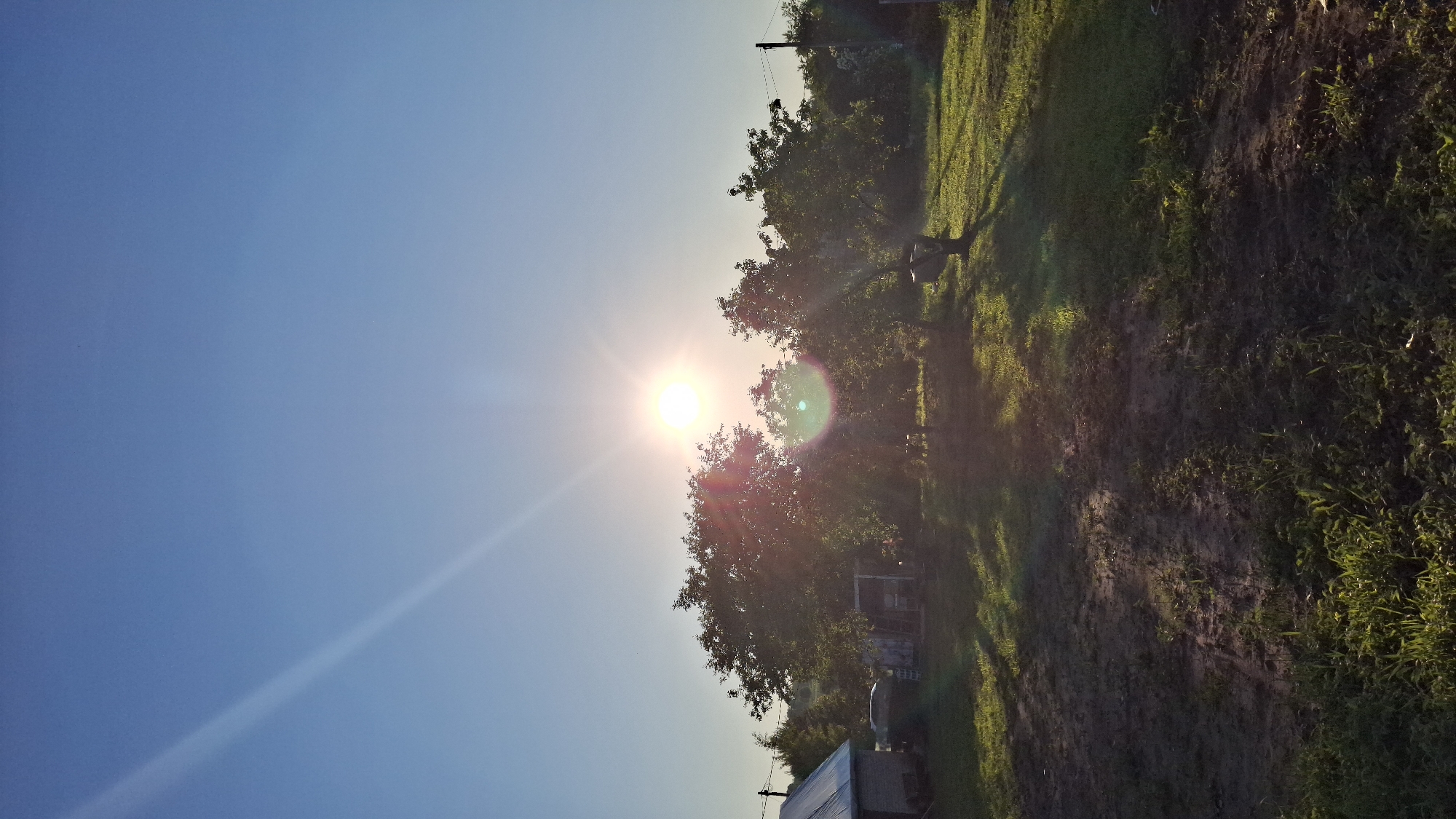 The image captures an outdoor, rural or semi-rural scene in Sitno, Russia, illuminated by direct sunlight under a clear, unclouded blue sky. The bright sun is positioned in the upper mid-section, slightly right of center, emitting significant lens flare and radial sunbeams. A prominent, diagonal light streak, consistent with a lens flare artifact, extends from the upper-left towards the sun. A small, dark speck is visible in the upper-right sky.
The midground features several mature deciduous trees with dense green foliage, appearing largely in silhouette due to the strong backlighting. To the far left, a small, light-colored building with a sloped, possibly metallic or tarp-covered roof is partially visible. To the right, a dark utility pole with overhead wires is present at the far edge of the frame. Shadows of the trees are cast long across the ground, extending towards the viewer.
The foreground consists of uneven ground, comprising areas of bare earth, sparse green grass, and denser patches of vegetation. Sections of the ground are brightly illuminated by the low-angle sunlight, while other areas are in deep shadow. No human figures or discernible animals are present in the image.