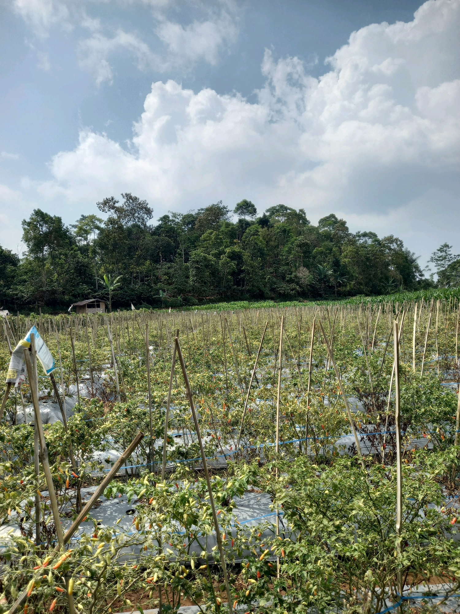 The image depicts a chili pepper field under a cloudy sky. The field is planted with rows of chili plants, many of which are bearing fruit. The plants are supported by wooden stakes and covered with plastic mulch. In the background, a dense forest lines the horizon, with a small wooden structure visible amongst the trees. The scene appears to be located in a rural area, possibly the city of Wonosari, Indonesia, given the lush vegetation and agricultural setting. No people or animals are visible in the image. The overall impression is one of a thriving agricultural landscape.