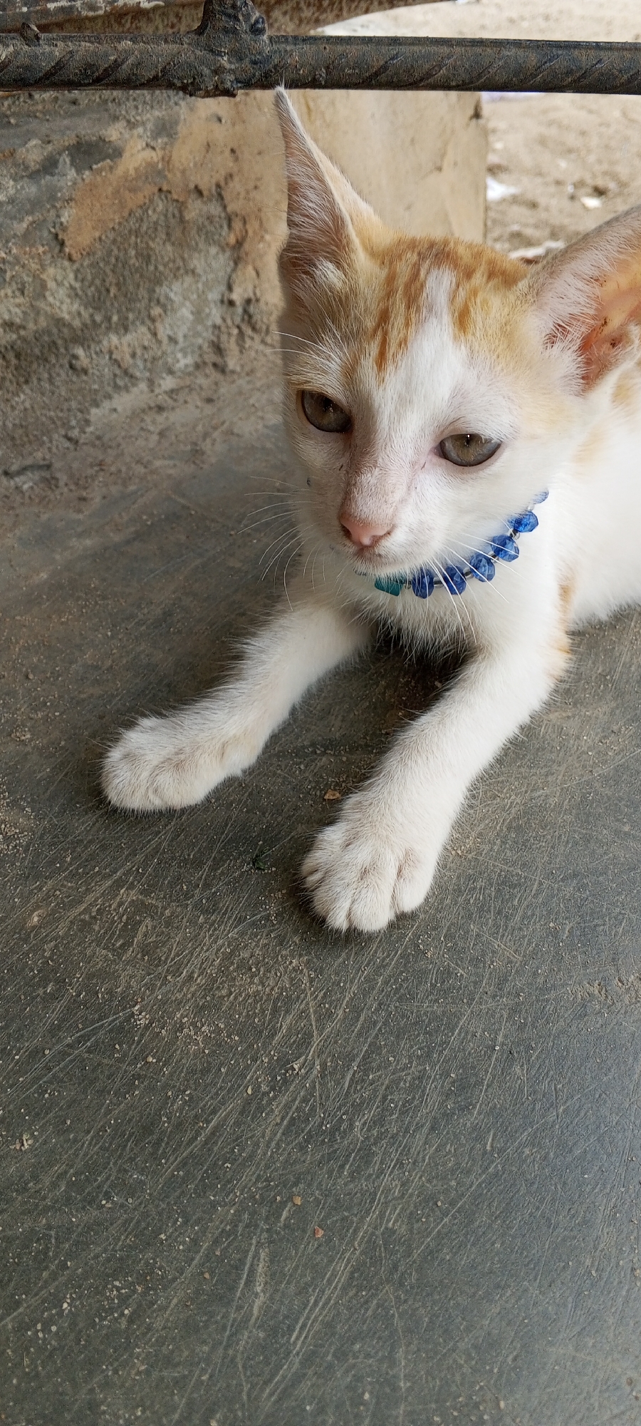An eye-level close-up shot depicts a white and orange tabby cat lying on a grey concrete surface. The cat is wearing a blue beaded collar. Its white paws are extended in front of it. The surface beneath the cat is scratched and dusty. In the background, a rough concrete wall and a corroded metal bar are visible. The location cannot be determined from the image, beyond the fact it is not in a controlled studio environment. There are no visible signs to specifically indicate that it is Lagos, Nigeria.
