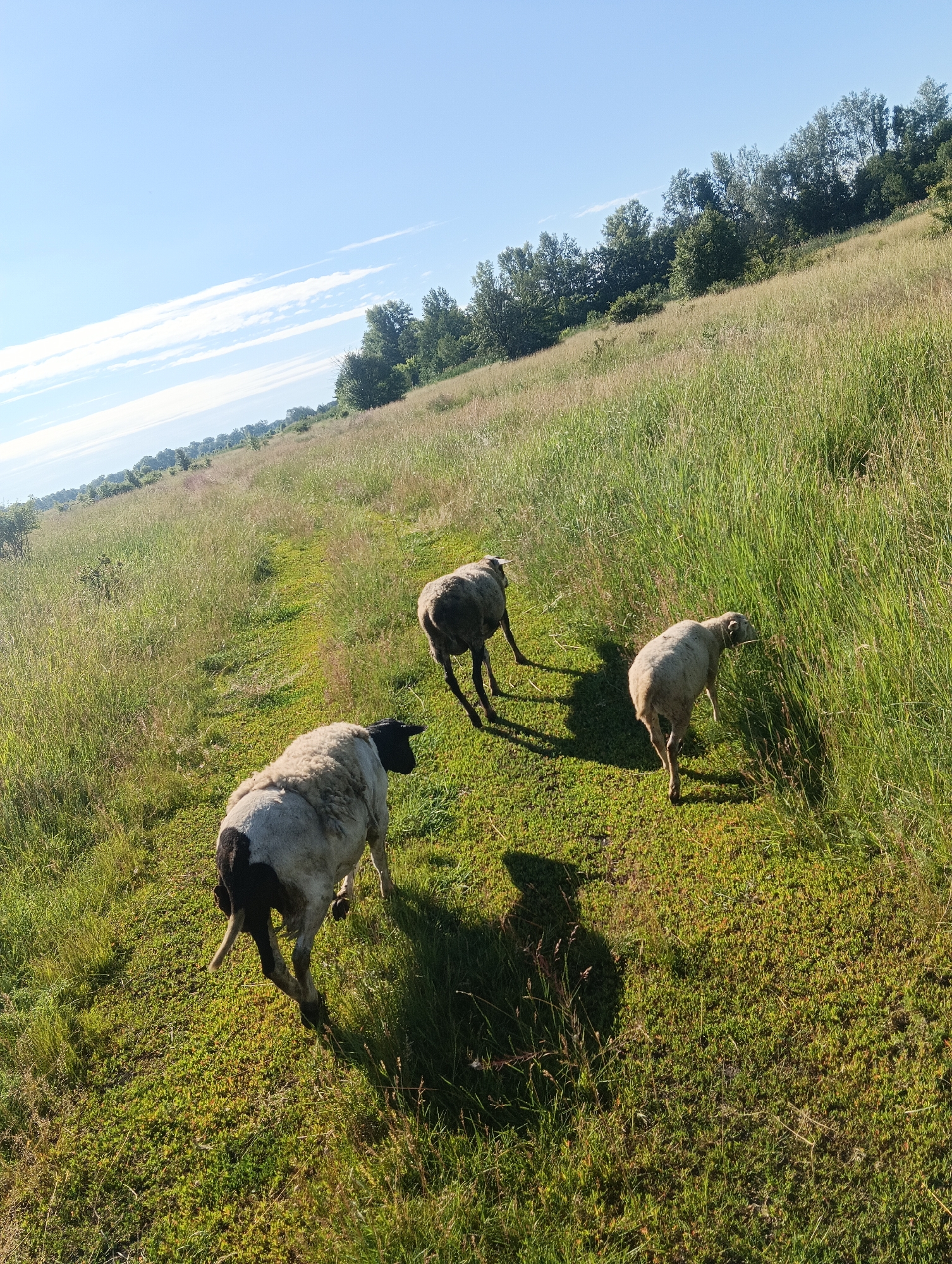 Three sheep are walking in a grassy field. The sheep are facing away from the camera, and they are walking up a gentle slope. The sheep are all different colors, and they all have black markings on their faces and legs. The field is covered in tall grass and wildflowers. There are trees in the background, and the sky is blue with some white clouds. The sun is shining, and the shadows of the sheep are visible on the ground. The image appears to be taken in a rural area.