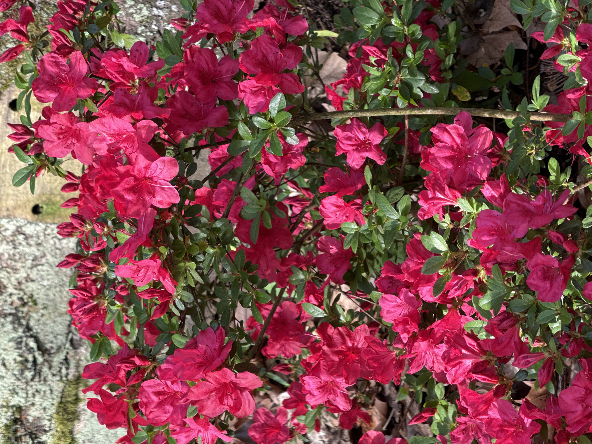 The image shows a cluster of red azalea flowers in full bloom, interspersed with green leaves. Some fallen brown leaves are visible on the ground beneath the flowering bush. To the left, a textured, light-colored surface, possibly a rock or wall, is partially covered with a moss-like substance. The image was taken in Oviedo, Spain. There are no people visible in the image.