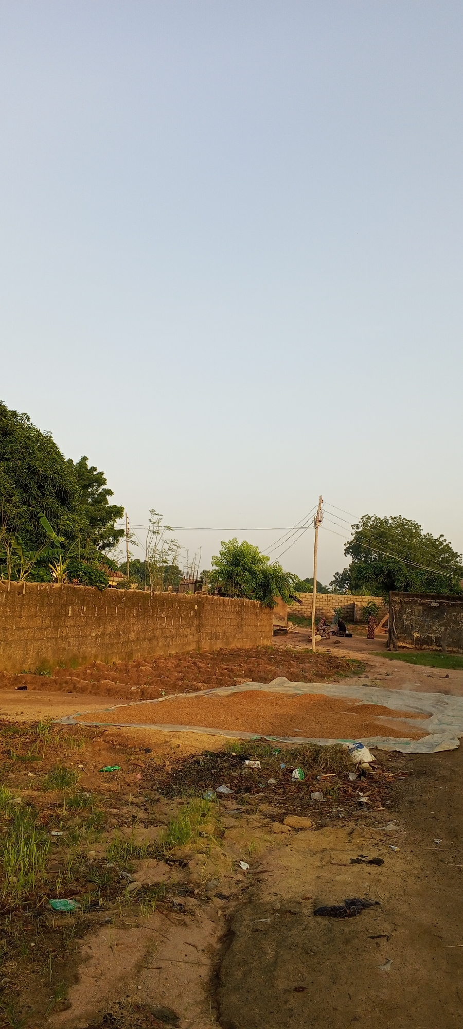 This image depicts an outdoor scene in Jalingo, Nigeria. In the foreground, a large pile of grain, likely for drying or storage, is spread out on a white tarp. The ground is a mixture of sandy soil and patchy dry grass, with scattered debris including plastic bottles and bags.
A low, textured brick wall runs horizontally across the mid-ground, separating the grain area from the background. Behind the wall, a dirt path winds through a sparsely populated area. Several trees with green foliage are visible, some tall and mature, others smaller and sparser. Electrical poles with wires are present, indicating some level of infrastructure.
In the background, two individuals are visible near a small structure. One appears to be seated, and the other is standing. The setting suggests a rural or semi-rural environment within Jalingo, possibly a compound or an open area where agricultural activities are taking place. The overall lighting suggests it might be late afternoon or early morning, with soft, warm light illuminating the scene. The sky is clear and a pale blue.