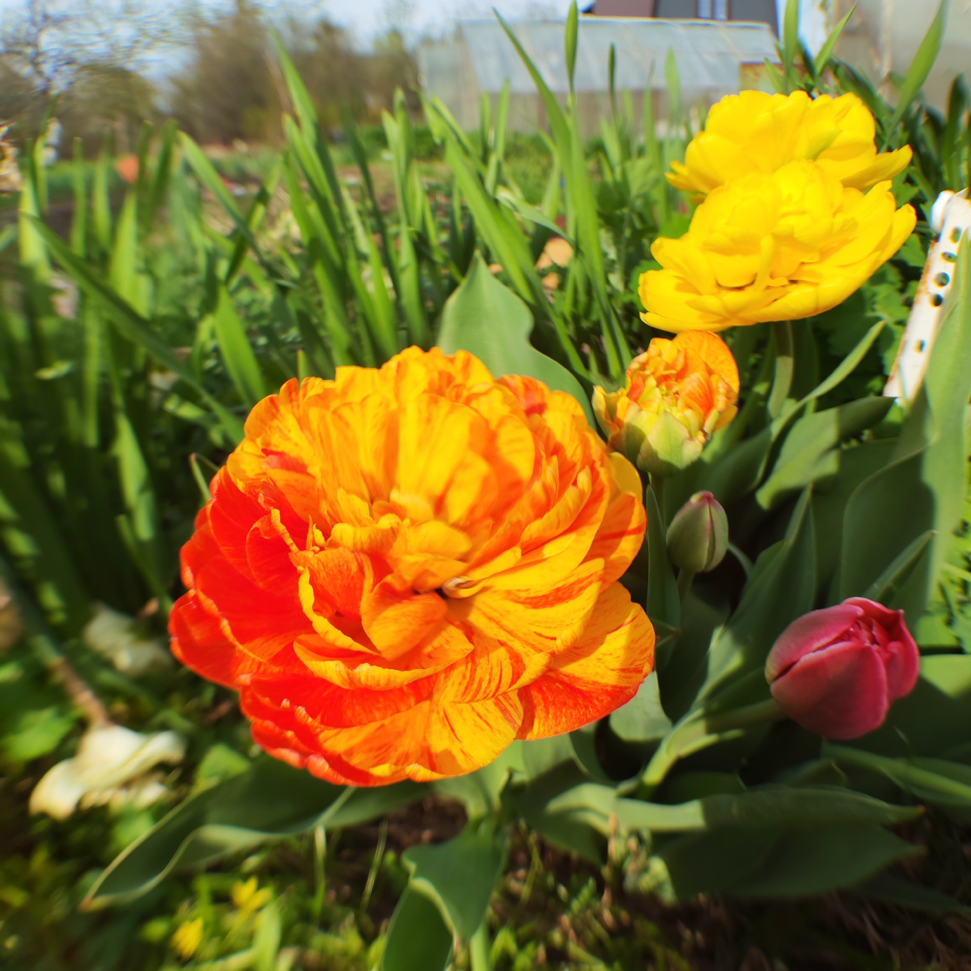 The image captures a close-up view of blooming flowers in a garden or park setting, featuring several tulips in varying stages of bloom. In the foreground, a large, multi-petaled tulip exhibits a vibrant mix of orange and yellow hues. Further back, a fully blossomed double yellow tulip, as well as a partly bloomed, orange bud can be seen. Additional unopened tulip buds appear in shades of red and orange. The background consists of a mix of green foliage and taller grass blades. The scene is lit with bright sunlight, suggesting a daytime shot. The precise location within Chaikovsky, Russia, is unidentifiable from the visual data, however the presence of tulips suggests a cultivated garden or park setting. No people, actions, or interactions are directly visible within the scene.
