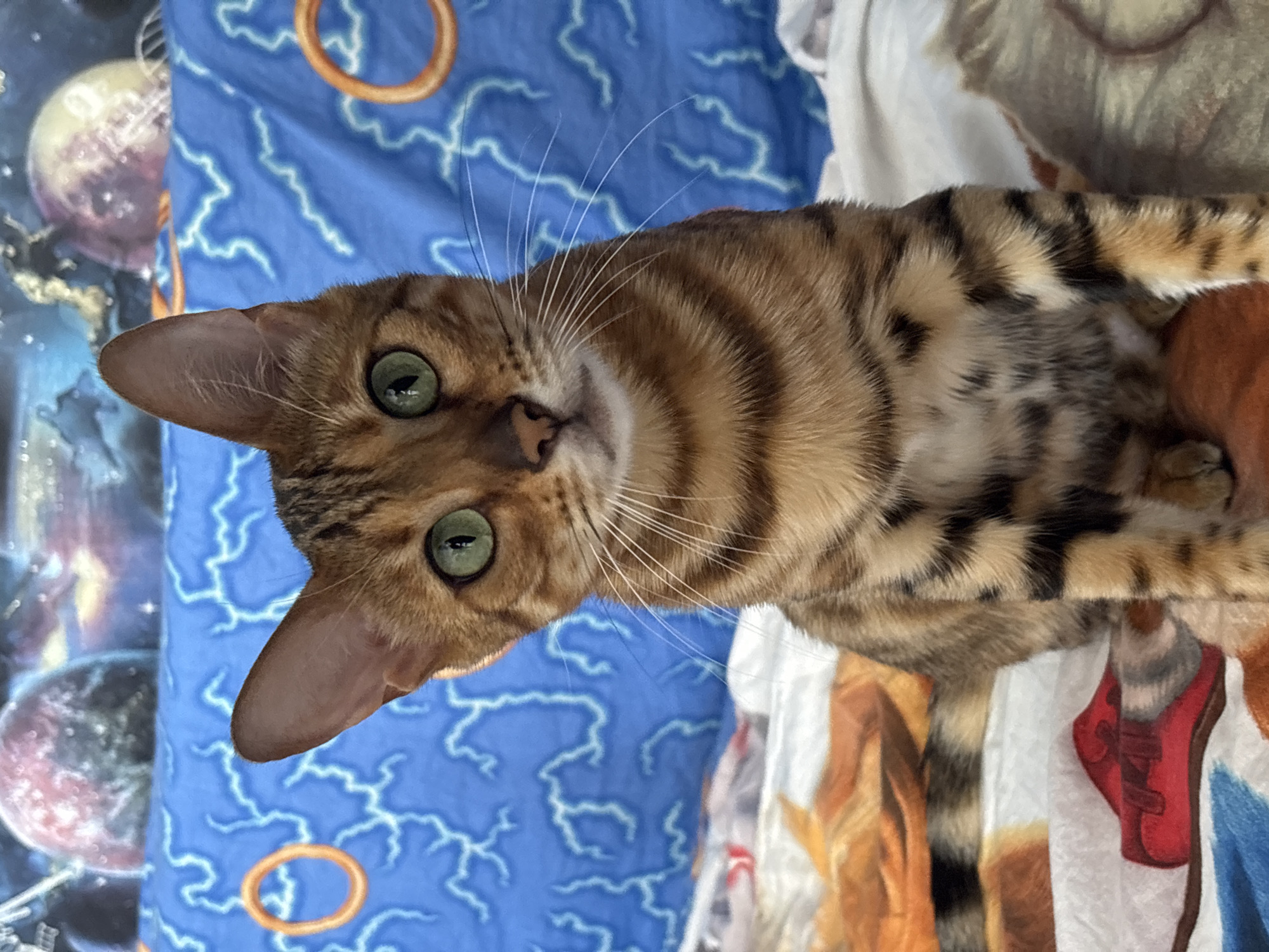 A Bengal cat with green eyes and black stripes is sitting on a bed with a blue blanket featuring lightning bolt patterns and planetary images in the background. There are also orange rings visible on the blanket. The cat's tail is visible, also striped. A red shoe is partially visible on the bed in the foreground. The location is not discernible from the image.