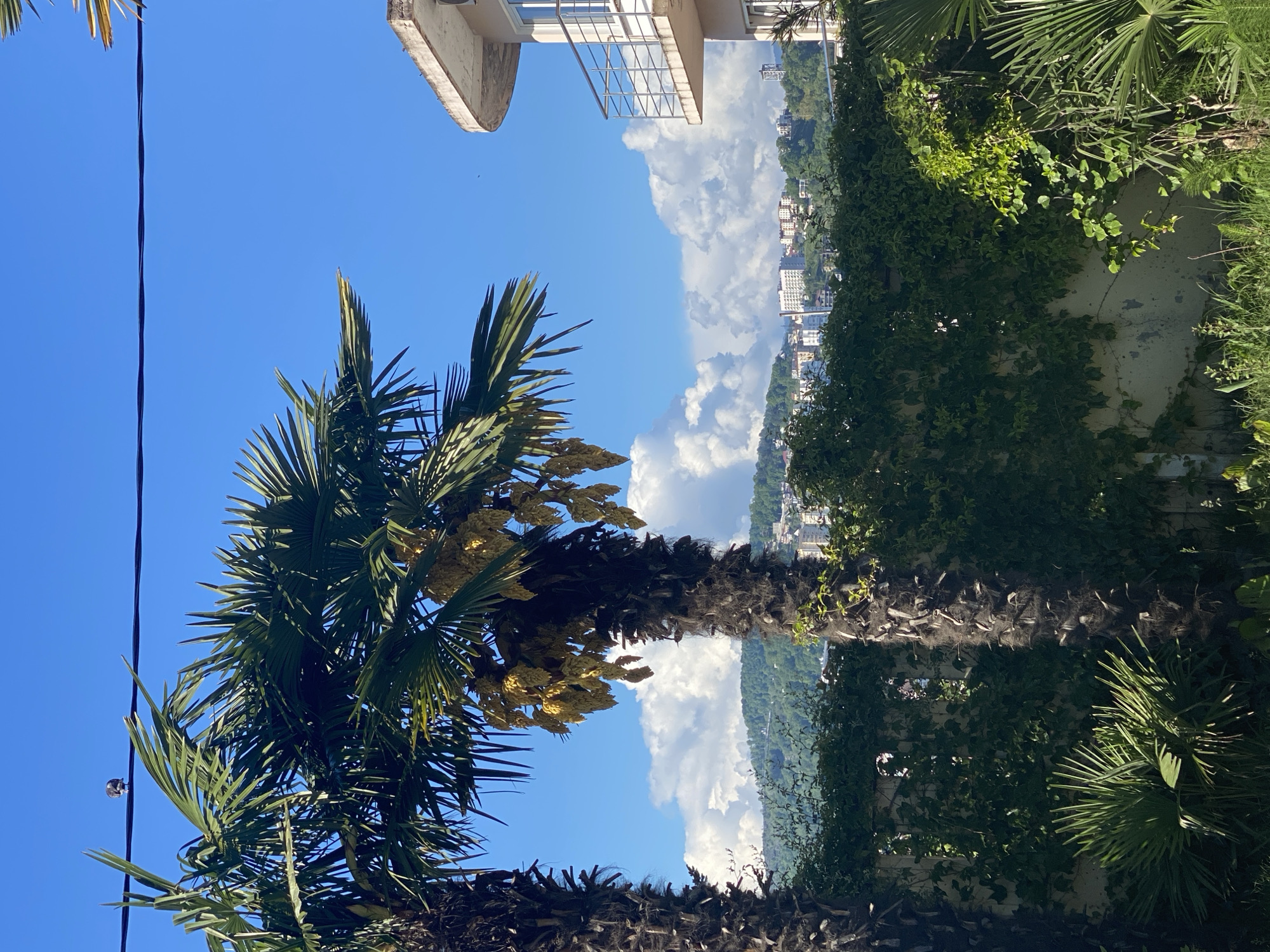 The image depicts a vibrant scene in Sochi, Russia. The foreground is dominated by a tall palm tree with yellow blossoms against a clear blue sky. A power line is visible running along the top of the palm tree. In the background, a cityscape of Sochi emerges, partially obscured by lush green hills and cumulus clouds. A building with a balcony is visible on the top left. The right side shows a wall covered in ivy.