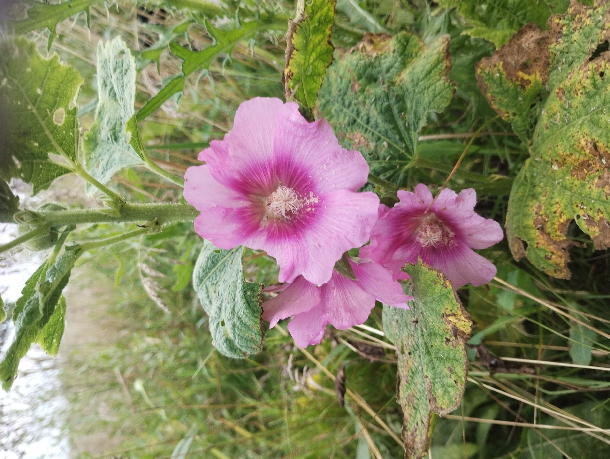 This is a close-up, eye-level, outdoor, daytime photograph of several pink hollyhock flowers and their associated leaves. The flowers are in various stages of bloom, with the most prominent being a fully open blossom at the top center of the image, displaying its delicate petals and stamen. Smaller, partially opened flowers are visible below and to the left. The leaves are large and textured, with some showing signs of damage or browning along the edges. The plants are set against a blurred background of tall green grass and foliage, suggesting a natural or wild setting. The overall impression is one of natural beauty and growth. There is no indication of the city of Sad, Ukraine in the image.