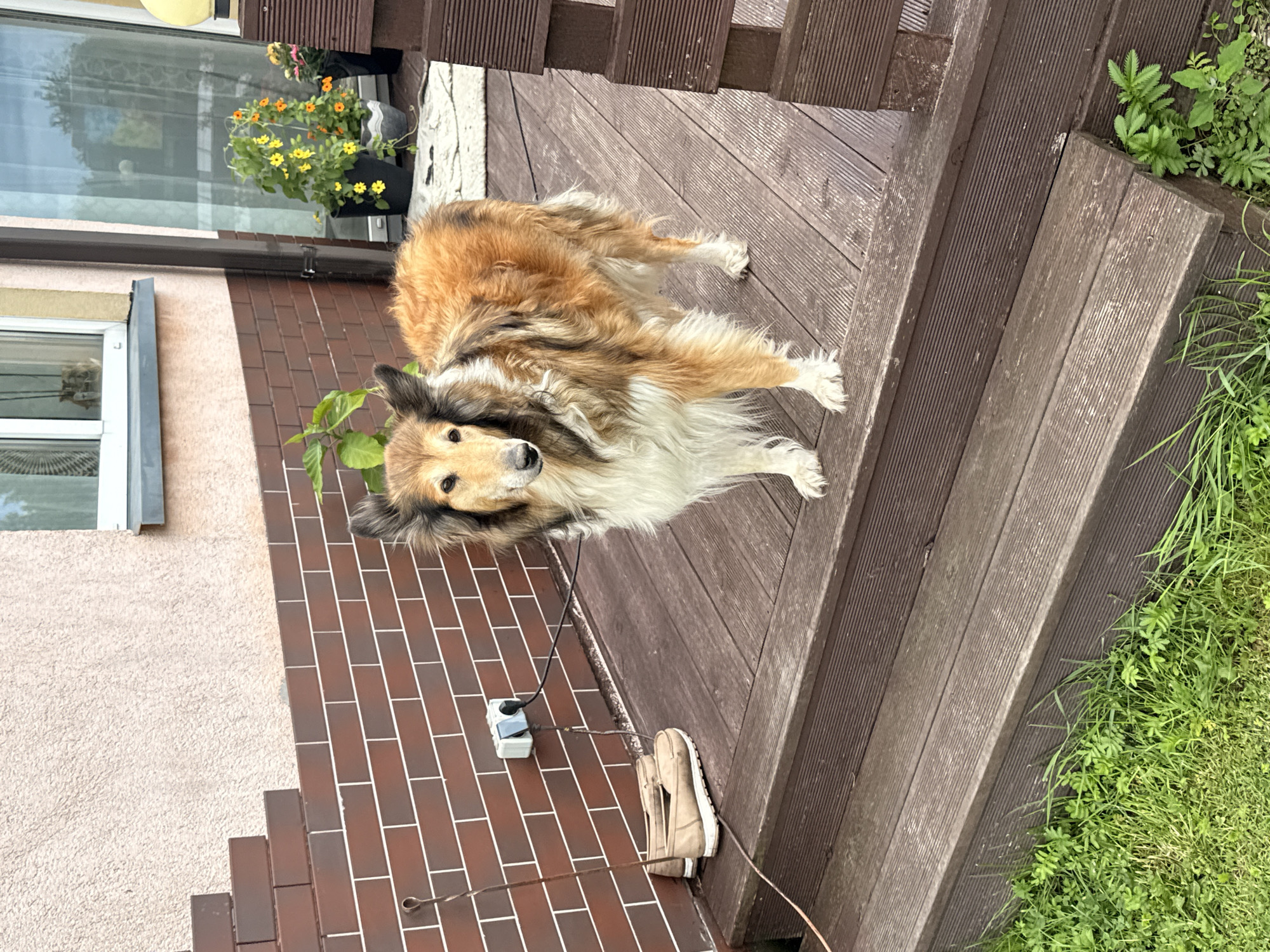 A medium-sized, long-haired dog with golden, white, and brown fur stands on a wooden deck in front of a brick and stucco building. The dog is facing the camera with its head slightly tilted. To the left of the dog, on the bottom step of the deck, are a pair of beige slip-on shoes. Behind the shoes, a white electrical outlet with two cords plugged in is mounted on the brick wall. In the background, there is a glass door, several potted plants with yellow and orange flowers, and a yellow outdoor light fixture. The deck is made of dark brown wooden planks. The building has a light-colored stucco upper portion and a dark red brick lower portion. Green grass and weeds are visible at the bottom of the frame. The location is the city of Galinė, Lithuania.
