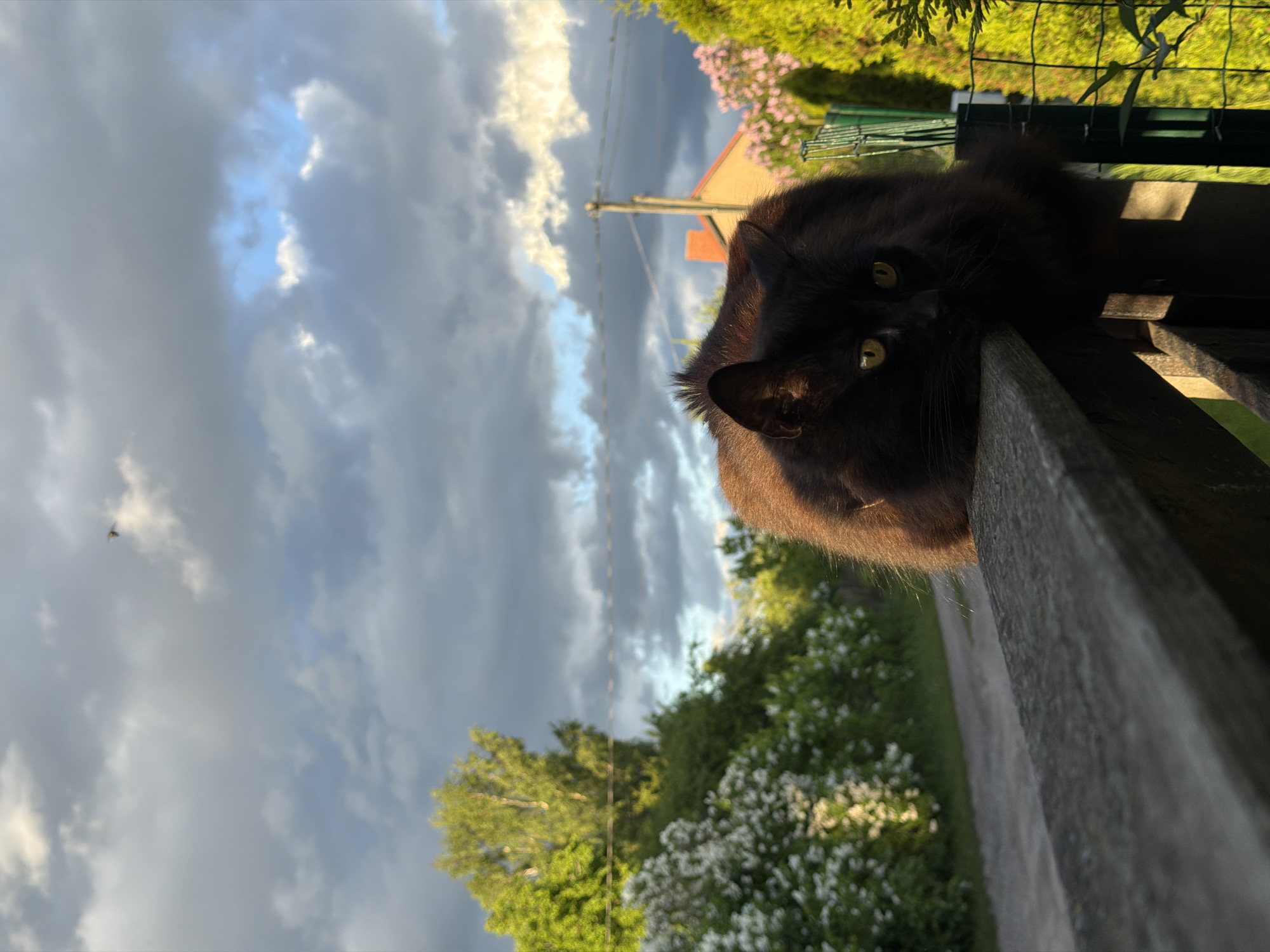 A long-haired black cat with green eyes is resting on a wooden fence. The cat's head is at the top right of the image, peering down. The background features a cloudy sky, trees, flowering bushes, and a building roof. An electricity pole is visible in the distance. There is a small insect in the air at the left of the image, just above the tree line. The perspective is slightly tilted. This image was taken outdoors, likely in Dreiliņi, Latvia.