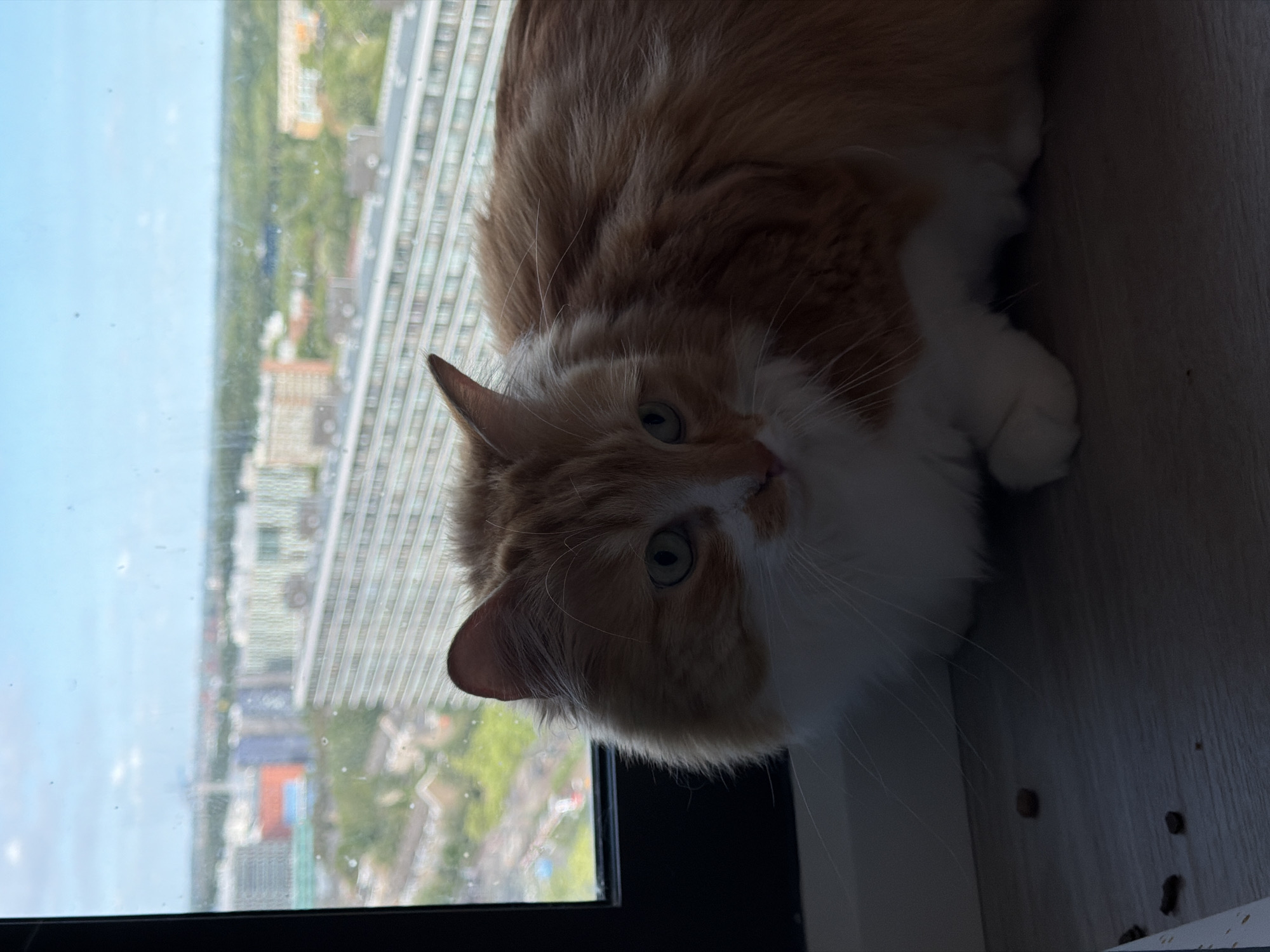 A ginger and white cat is lying on a wooden surface next to a window. The cat is looking at the camera with its head tilted. The window offers a view of a cityscape with tall buildings and trees. The sky is blue and appears to be daytime. The lighting suggests it might be afternoon, with some shadows cast on the wooden surface. The cat's fur is fluffy, and it has green eyes. Some small brown specks, possibly cat food, are visible on the wooden surface near the cat. The image is oriented vertically.