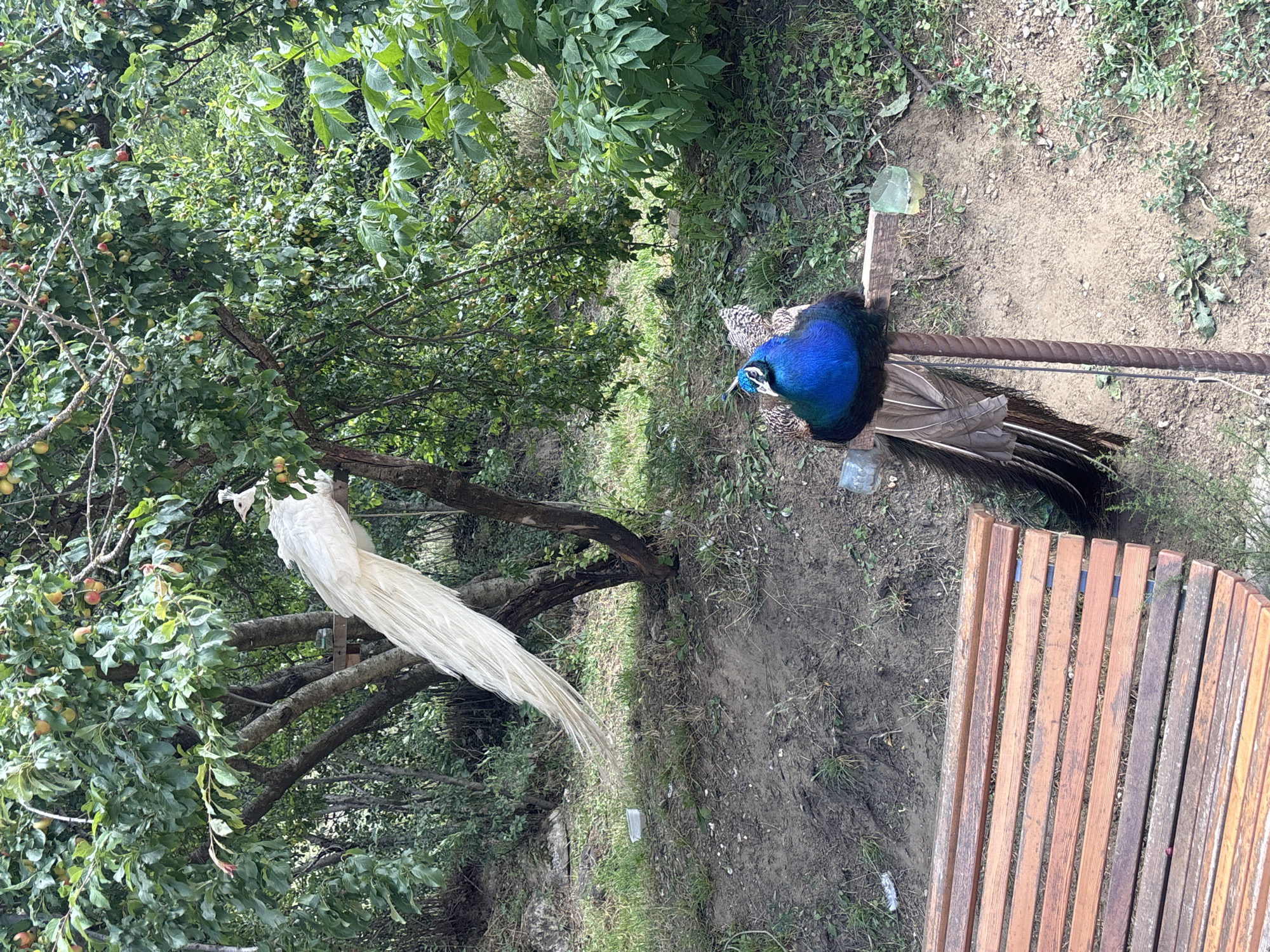 The image depicts a natural outdoor setting, possibly a park or a garden, with lush green trees bearing ripe fruits. In the foreground, a vibrant blue peacock with striking plumage is perched on a wooden structure. Behind it, a majestic white peacock is visible, resting on a branch of a fruit-bearing tree. The ground is covered with dirt and patches of grass. A wooden bench is situated on the left side of the frame. The overall scene suggests a tranquil environment inhabited by these magnificent birds. The image is taken in the city of Mirny, Russia.