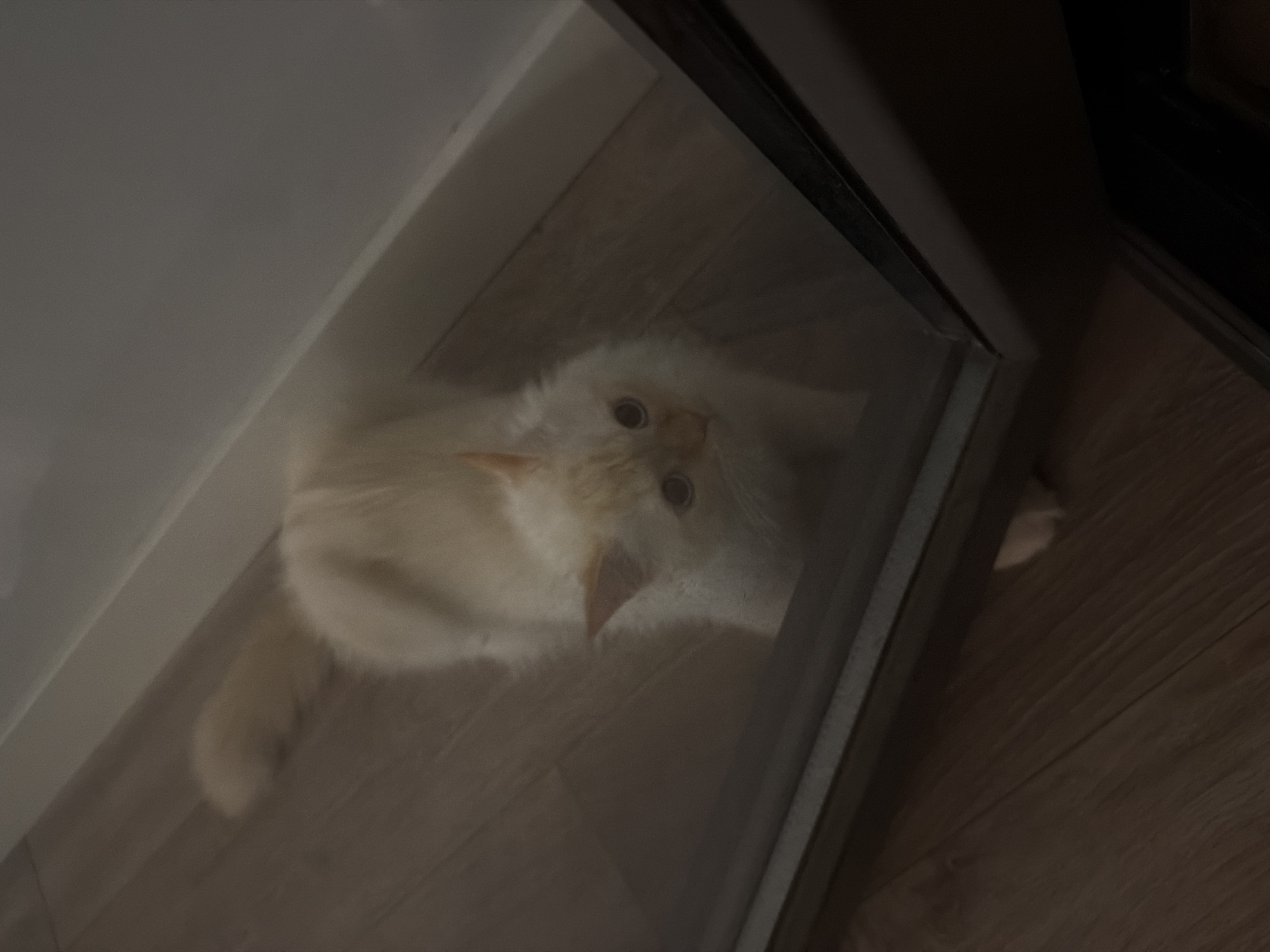 A light-colored cat with cream-colored fur and blue eyes is standing on a wooden floor, looking up at the camera. The cat is positioned in the center of the frame, with its tail extended to the left. The environment appears to be indoors, possibly a home, with a reflective surface, likely glass, in the foreground, suggesting the photo was taken through a window or door. The lighting is dim, creating shadows and a slightly muted color palette. The background is a wooden floor with visible planks. The scene does not contain any discernible elements that specifically place it in Çekmeköy, Turkey.