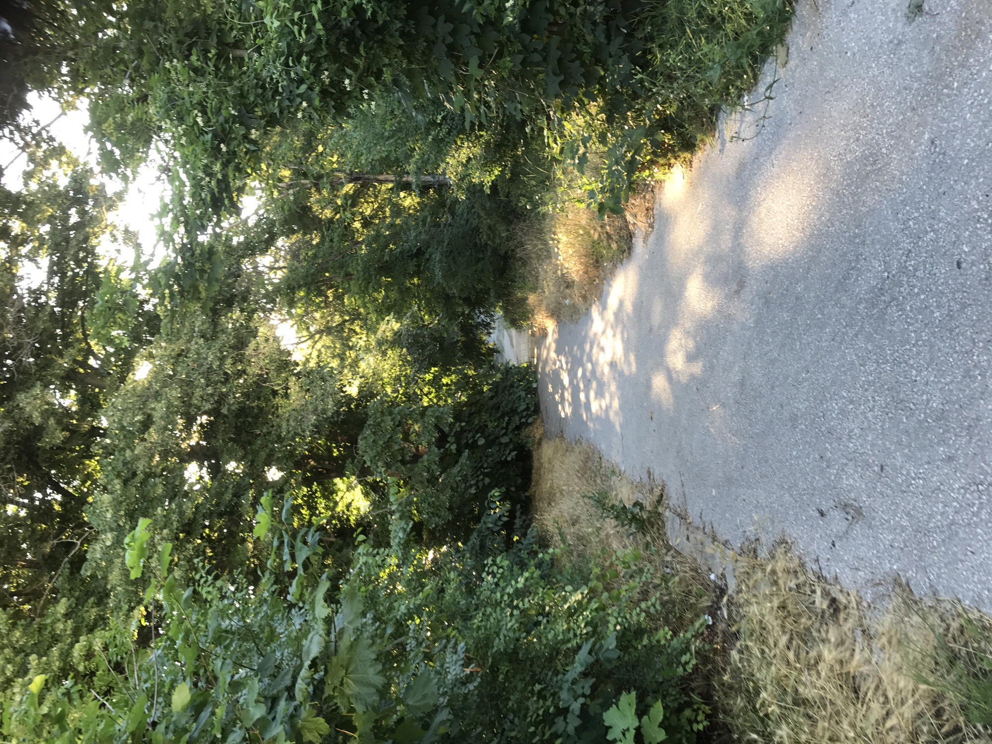 The image depicts a paved path winding through a densely vegetated area with trees and bushes. The path appears to be made of asphalt and is illuminated by dappled sunlight filtering through the leaves, casting shadows on the ground. The vegetation on either side of the path is lush and green, with some dry, brown grass visible along the edges. The path leads into the distance, disappearing around a bend. The scene suggests an outdoor, natural setting within a park or wooded area. The location is identified as the Sea Garden in Varna, Bulgaria.