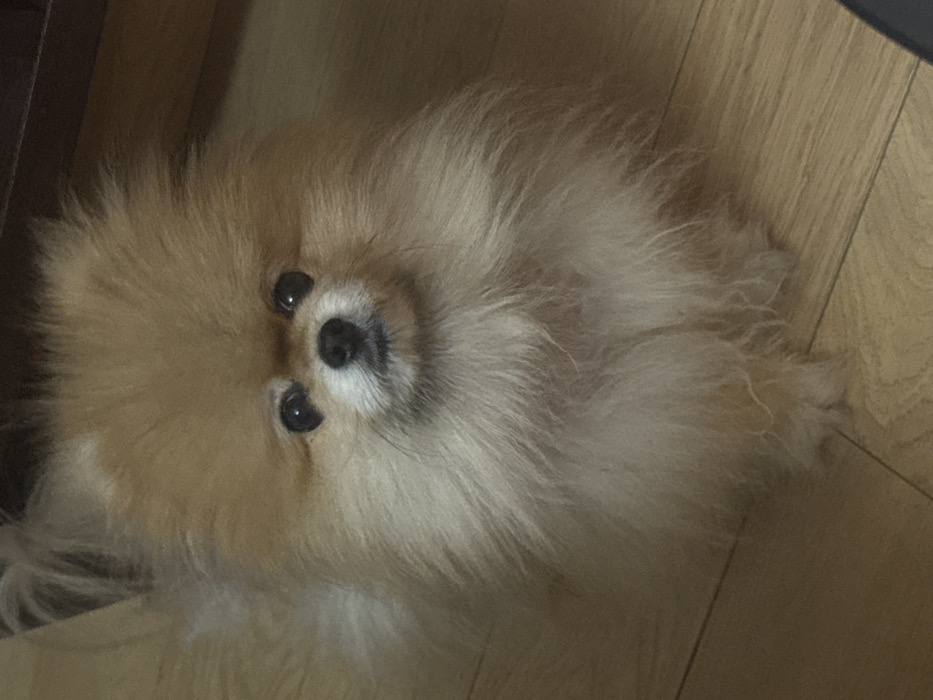 A fluffy, tan-colored Pomeranian dog lies on a light-brown wooden floor. The dog's dark eyes look directly at the camera. The dog's fur is long and stands out from its body, especially around its face. The dog's nose is small and black. A piece of dark furniture is visible on the upper-left of the image and another dark object is visible on the upper-right.