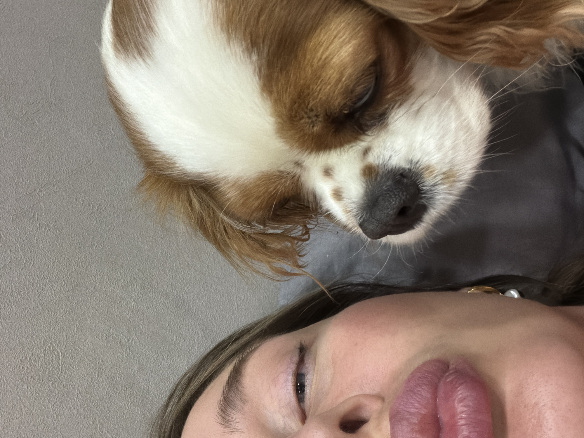 The image shows a close-up selfie of a woman and a dog, taken from a low angle. The woman's face is in the lower half of the frame, with her tongue sticking out. Above her, the dog, likely a Cavalier King Charles Spaniel due to its coloring, is nuzzling her. The background is a light gray wall and a gray surface. The location is undetermined but, based on additional context, is claimed to be Chaikovsky, Russia.