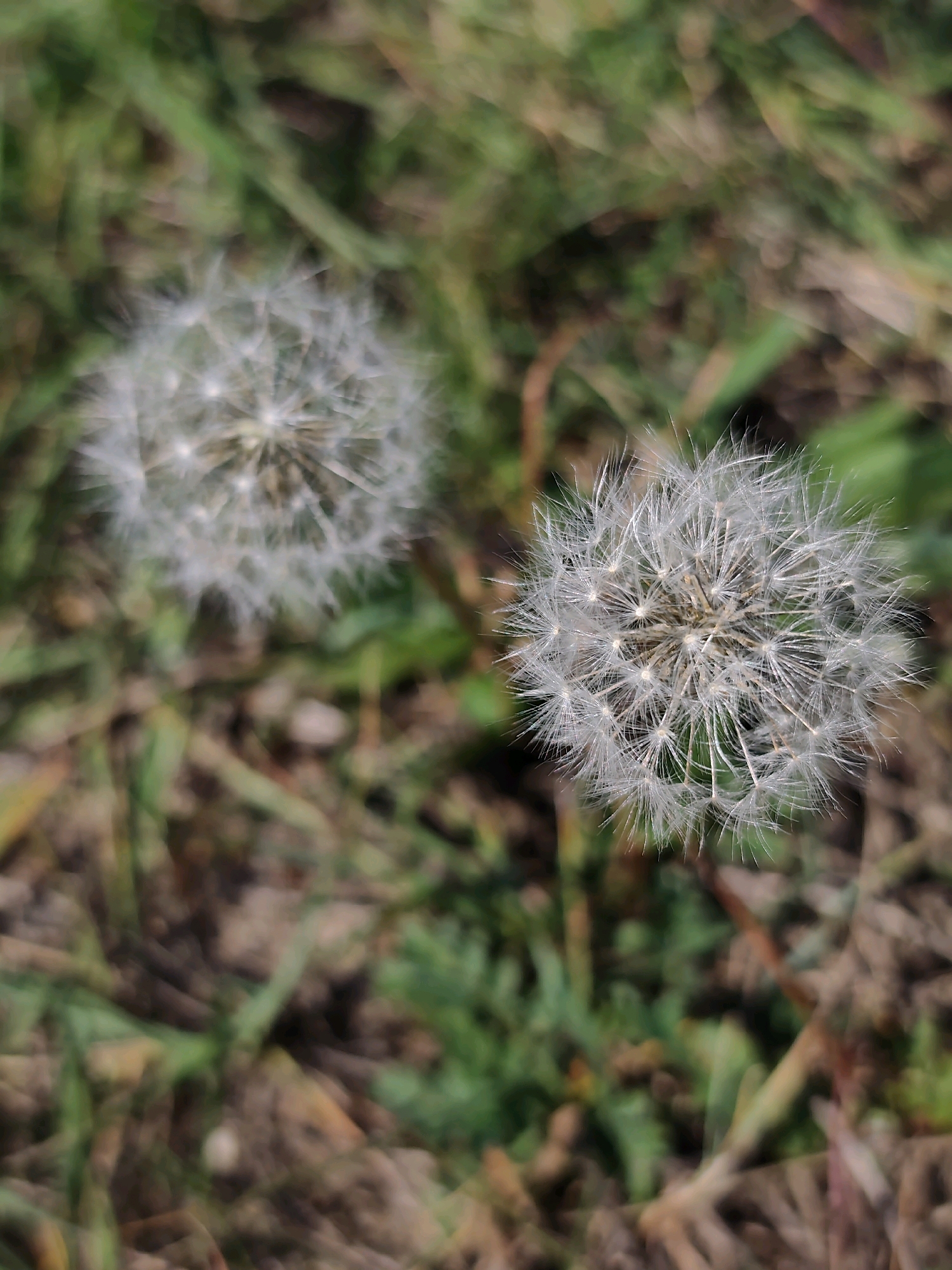 Two dandelion seed heads are visible in the foreground of the image, set against a blurred background of green grass and brown earth. The dandelion head on the right is in sharp focus, revealing its delicate white filaments radiating from a central core. The dandelion head on the left is slightly out of focus, appearing softer and more diffused. The overall impression is one of nature's delicate beauty, perhaps in a park or a natural setting. The image is a close-up shot, emphasizing the intricate details of the dandelion seed heads.