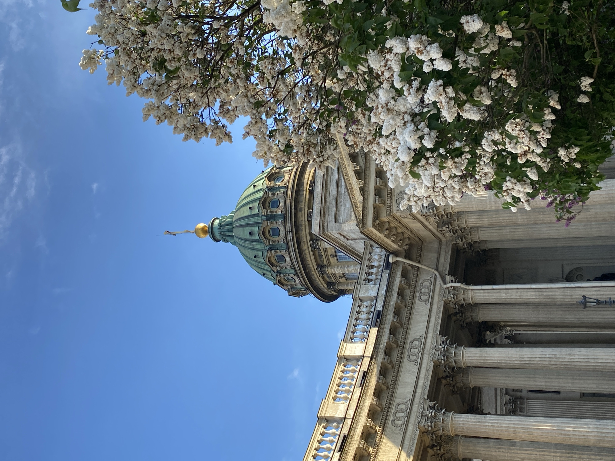 The image presents a striking view of a grand cathedral, identified by its distinctive architecture as likely the Kazan Cathedral in Saint Petersburg, Russia. The building, rendered in light-colored stone, features a prominent, teal-green dome capped with a golden finial or cross, visible on the left side of the frame. Below the dome, the cathedral's façade displays intricate classical elements, including a decorative balustrade and a series of large, fluted columns with ornate capitals.
Arching gracefully across the upper and right portions of the image is a tree heavily laden with clusters of white, possibly lilac, blossoms, with a few hints of purple flowers nestled amongst the green foliage. These flowers partially frame the architectural structure, adding a touch of natural beauty to the scene. The background consists of a clear, bright blue sky with a few faint wisps of white clouds.
The scene depicts a clear, sunny day, suggesting pleasant weather, likely during late spring or early summer when such flowering trees are in full bloom. No specific activity or event is taking place, and no discernible text is visible. The image captures a harmonious blend of historical architecture and blooming nature under a serene sky.