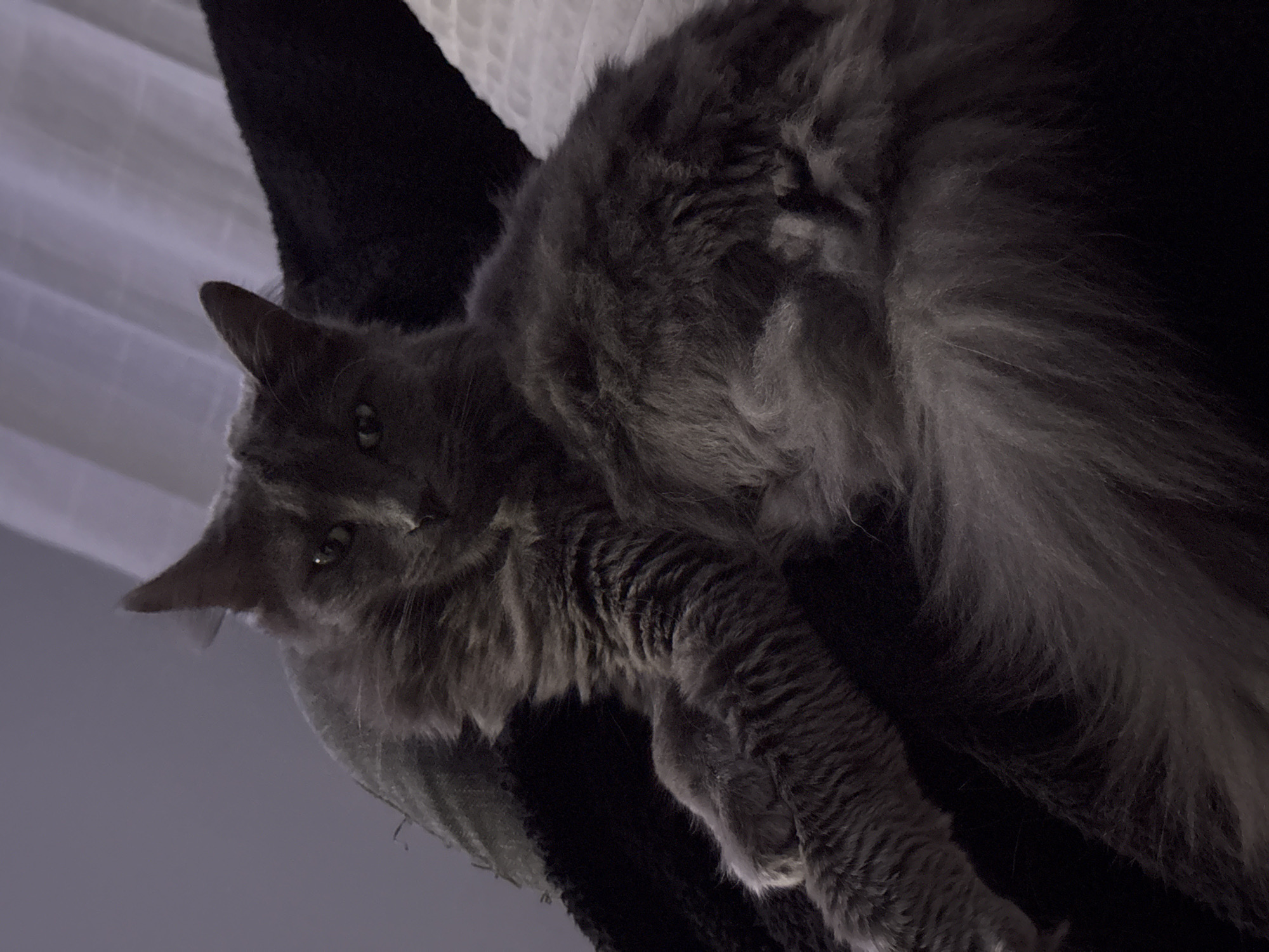 A medium-sized, gray, long-haired cat is lying on a dark-colored, possibly black, cat tree or similar structure. The cat is oriented towards the viewer, with its head and front paws visible. The background includes a blurry white curtain or wall in the upper left corner and darkness elsewhere. There's no indication of the scene being in Varna, Bulgaria. The setting appears to be indoors.