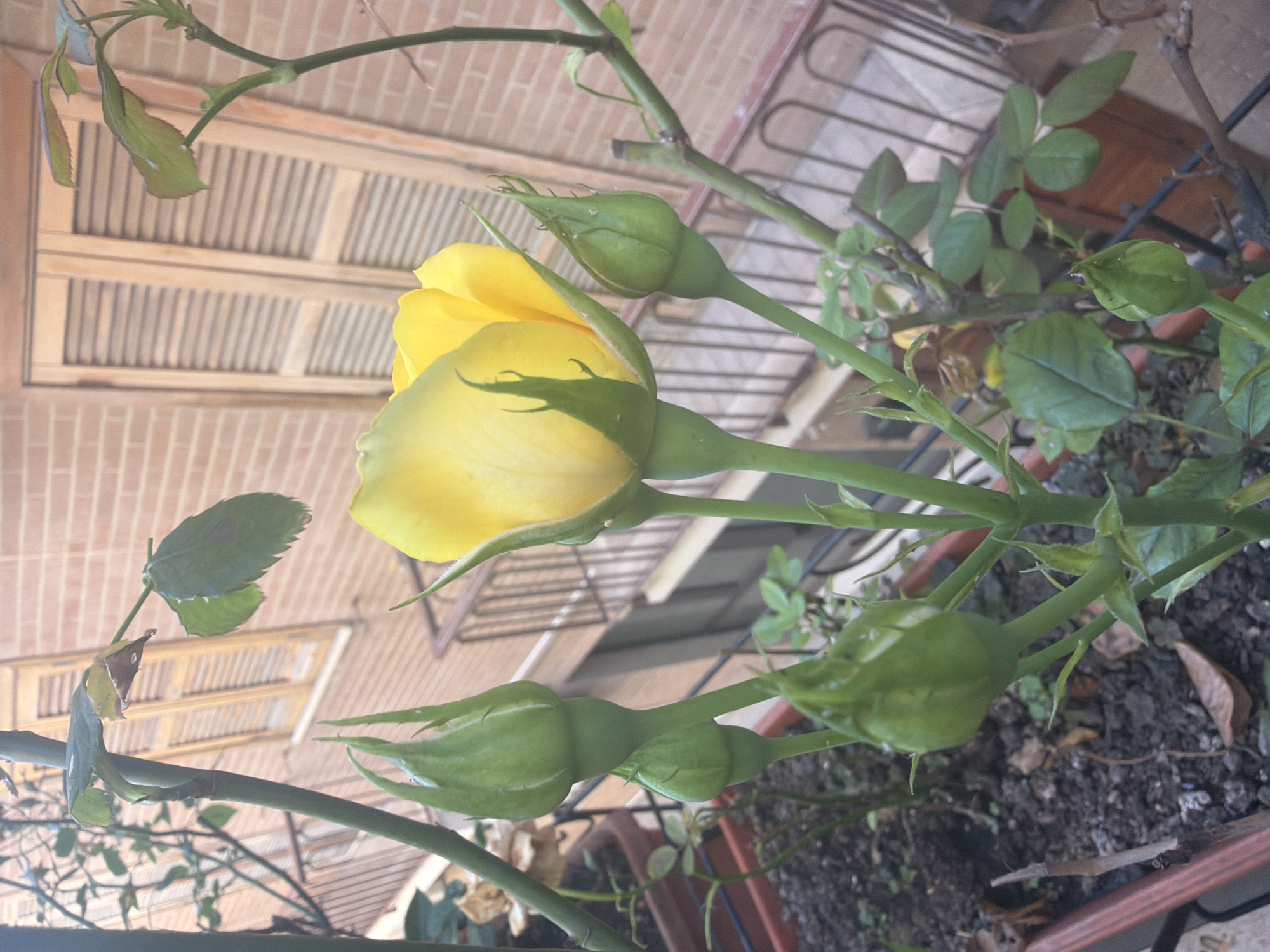 The media file showcases a close-up, rotated view of a rose plant with several buds and one partially opened yellow rose. The plant is in a pot, with dark soil visible at the bottom. The background suggests an outdoor setting, with a brick wall and wooden slatted structures, possibly a balcony or patio enclosure. A metal railing is also visible. The lighting indicates daytime, with soft, natural light. No people are present in the frame. The focus is on the botanical details of the rose plant, highlighting the textures and colors of the petals and buds, as well as the greenery of the leaves and stems. The overall impression is one of natural beauty and growth in a domestic or garden environment. There is no visible text in the media file.