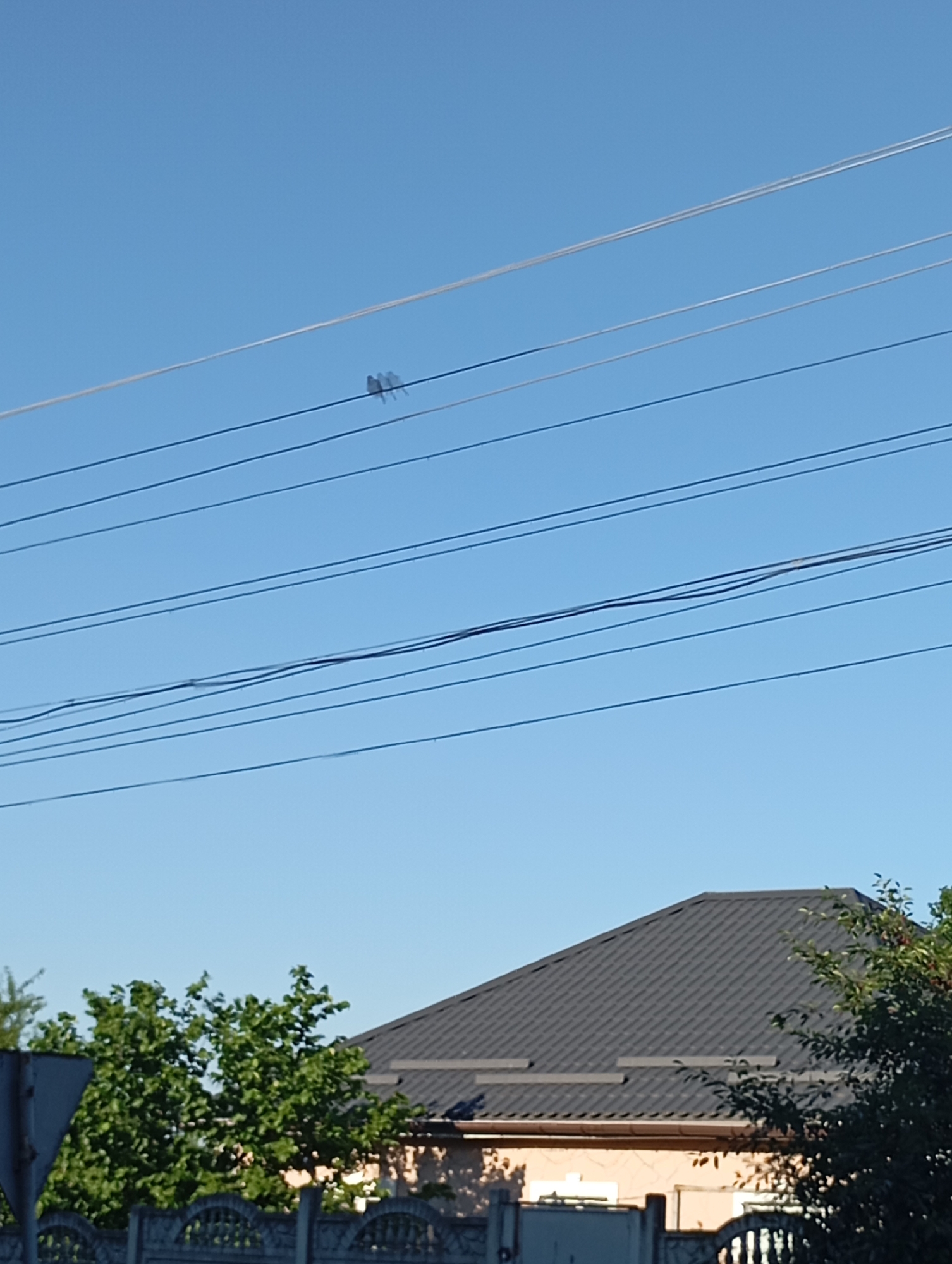 The image shows a clear blue sky with several power lines stretching horizontally across it. On one of the power lines, three small dark figures, likely birds, are perched together. Below the sky and power lines, the top of a residential building with a dark, textured roof is visible. The building appears to be made of brick or similar material and has a few windows. To the left and right of the building, lush green trees are present. In the foreground, a section of a decorative concrete fence is visible, with a grey triangular signpost to the far left. The scene is well-lit, suggesting it is daytime, likely morning or afternoon, with good weather. The setting appears to be a residential area in Sozonivka, Ukraine, given the context provided. There is no visible text in the image.