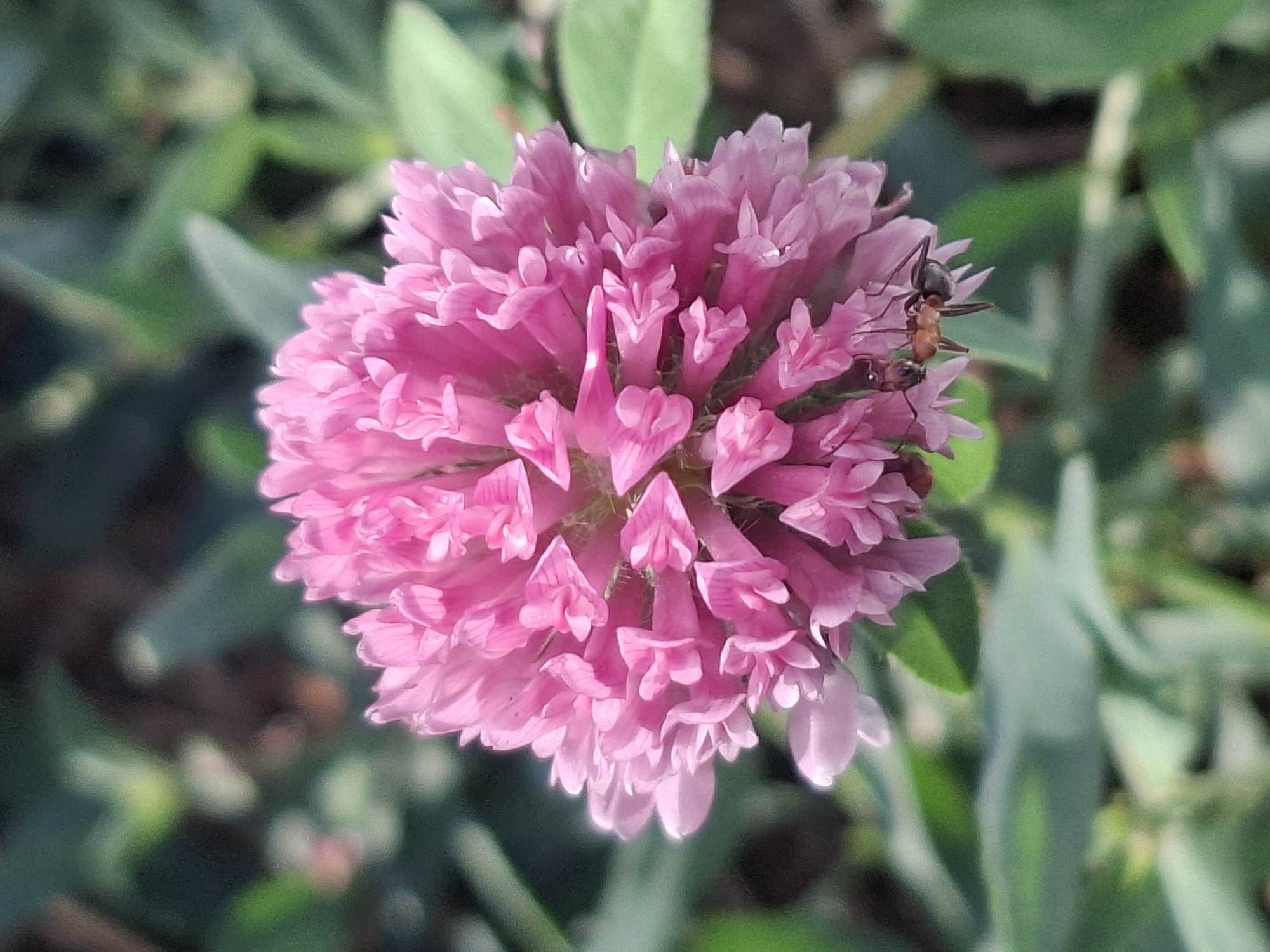 The image is a close-up shot of a bright pink clover flower, with an ant crawling on its petals. The flower is in sharp focus, with its intricate structure clearly visible. The background consists of blurred green leaves, suggesting an outdoor setting. The scene appears to be in a natural environment, possibly a park or garden, consistent with areas in Almaty, Kazakhstan, such as the Botanical Garden or the First President's Park, where such flora and fauna would be found. No people are present in the image, and the focus is solely on the natural elements. The lighting suggests it is daytime.