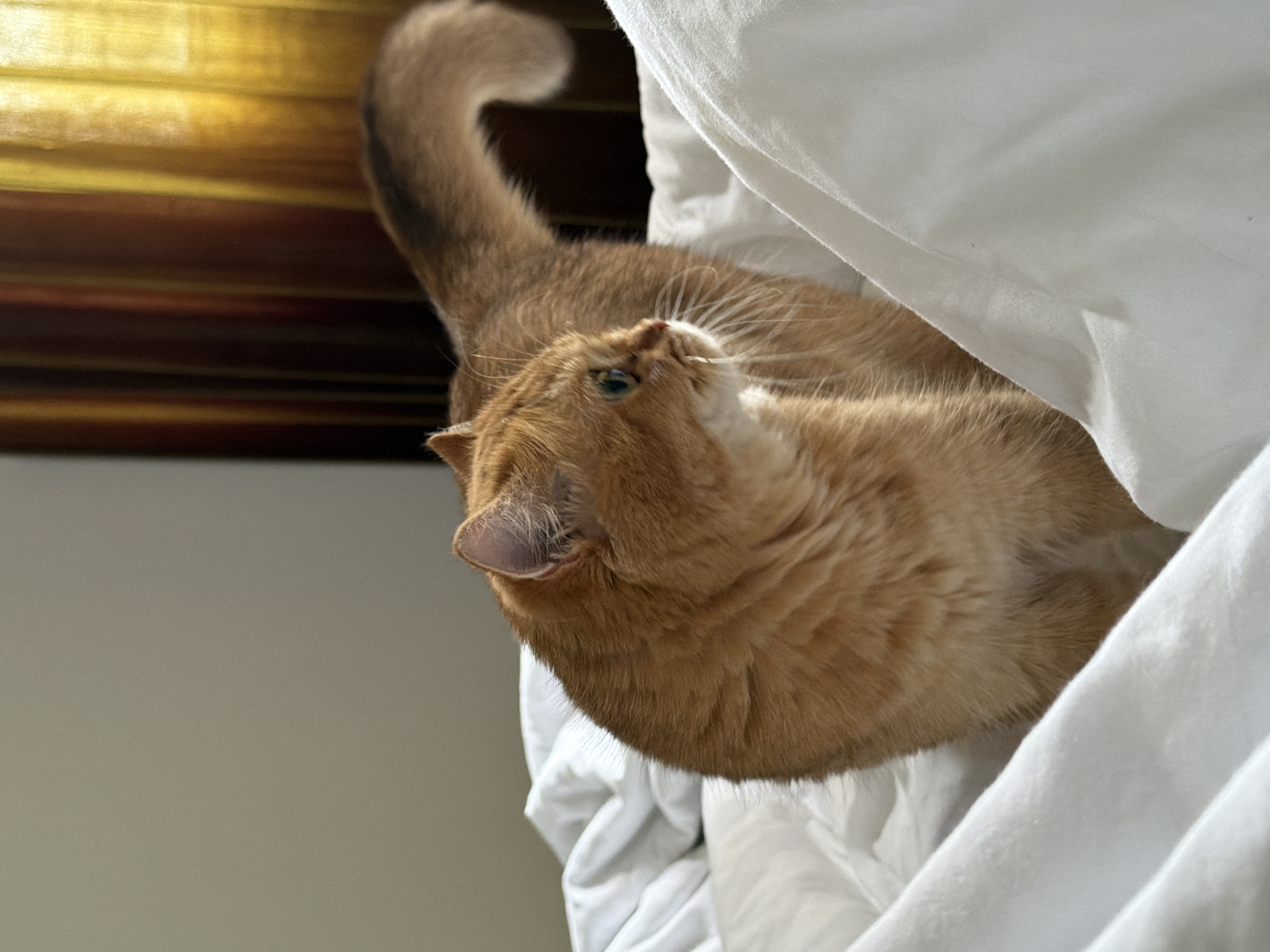 An orange cat lies in a white blanket. The cat has green eyes, pink ears, and a curled tail. The cat is inside. A window with a brown and beige curtain is in the background.