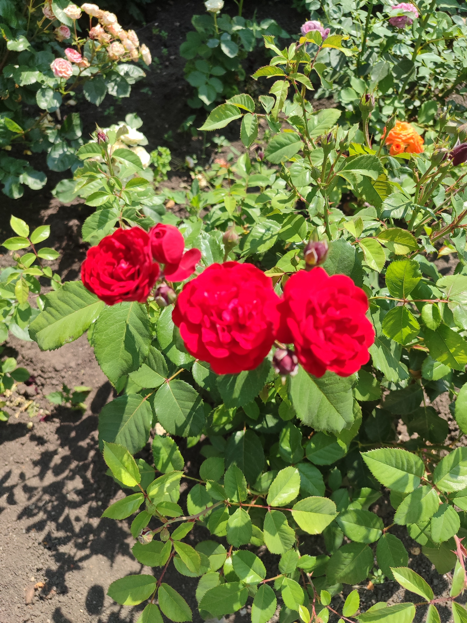 A close-up, sunlit, eye-level shot showcases a vibrant rose bush in what appears to be a garden setting, likely in Novosamarka, Ukraine. The primary focus is on three fully bloomed, deep red roses, positioned in the center and right of the frame. Their velvety petals are intricately layered, and they are surrounded by lush, green foliage and thorny stems characteristic of a rose plant.
In the background, several other rose bushes are visible, with a variety of blooms in softer hues of pink and peach, as well as a single bright orange rose. The ground beneath the plants is a mix of dark soil and scattered leaves, with dappled sunlight casting shadows from the rose branches onto the earth. The overall atmosphere suggests a bright, clear day, likely in the morning or afternoon, given the strong sunlight and defined shadows. The scene evokes a feeling of natural beauty and the tranquility of a well-maintained garden during blooming season. There is no visible text in the image.