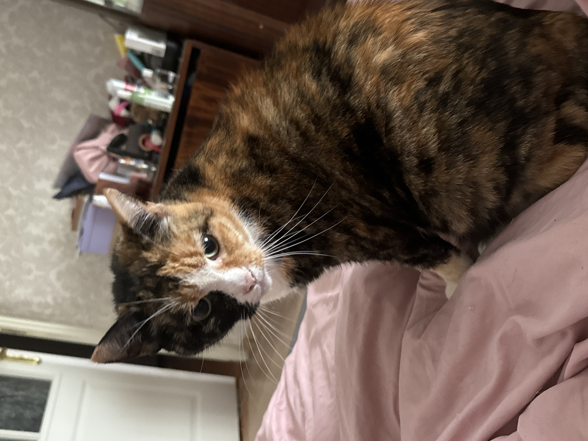 A close-up shows a calico cat on a pink surface, potentially a bedsheet. The cat has a mix of brown, black, and orange fur. It's looking directly at the camera. Behind the cat are blurred objects including what appears to be a wooden dresser and a white door. The location is unknown.