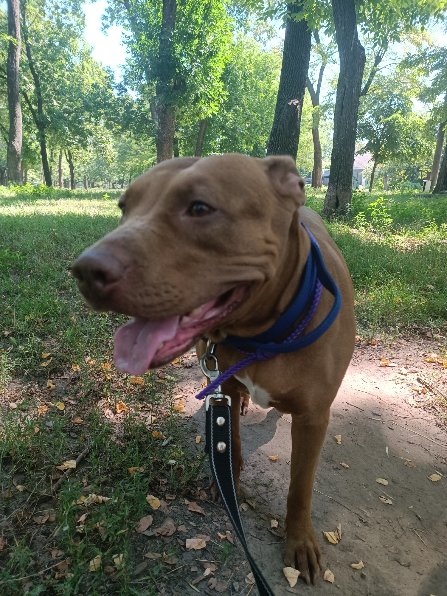 An outdoor, medium-shot photograph captures a brown pit bull dog standing on a dirt path in a park. The dog's mouth is open, and its pink tongue is visible. It is wearing a blue braided collar and a black leash with silver studs. The dog is facing left, and its body is angled towards the viewer. The background consists of green grass, fallen leaves, and trees. The scene is illuminated by sunlight filtering through the trees. The location is confirmed to be in the city of Zaporizhzhia, Ukraine.