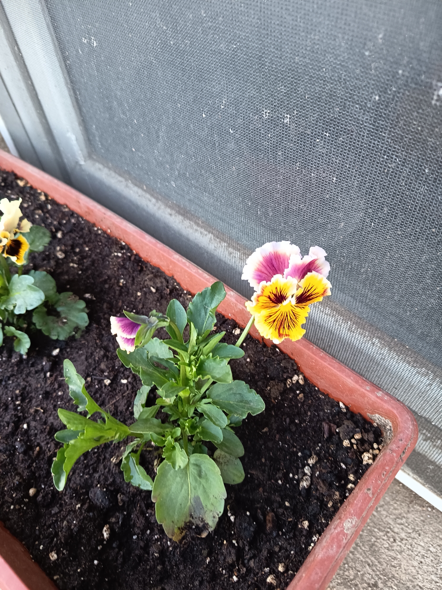 A close-up shot depicts a rectangular planter box filled with dark soil, containing several pansy plants. One plant features a flower with petals colored in shades of purple, white, and yellow, with brown lines in the center of the yellow petals. Another pansy plant to the left has a flower with yellow and brown hues. Green foliage surrounds both flowers. The planter box is a reddish-brown color. The background consists of a screen door with a gray frame. The scene appears to be taken in an outdoor setting.