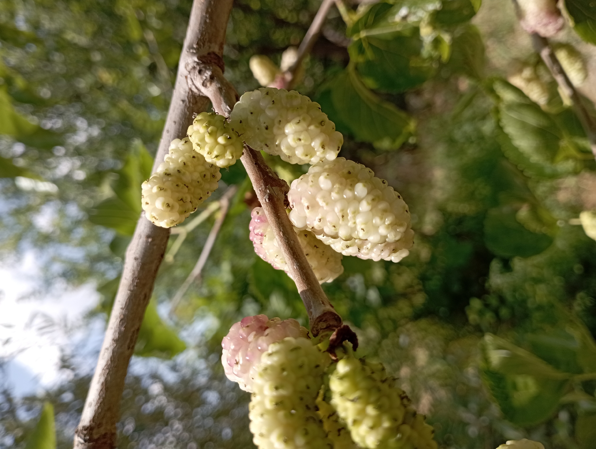 The image depicts a cluster of unripe mulberries growing on a tree branch in an unknown location within the city of Unknown, Unknown. The mulberries exhibit varying stages of development, with some appearing white and others displaying shades of green and pink. The branch is light brown and textured. The background is blurry, suggesting foliage and sunlight.