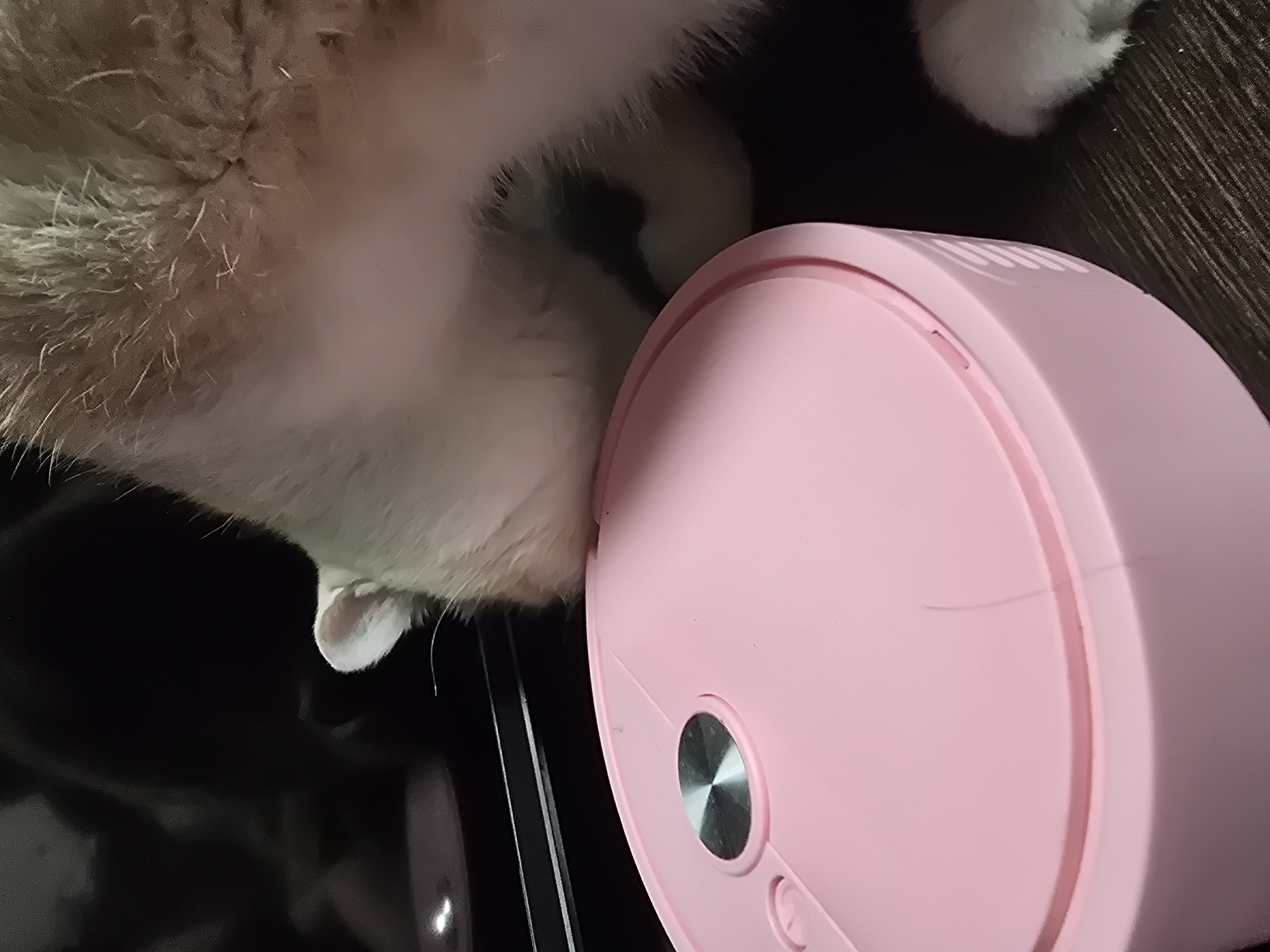 A cat with light brown and white fur is resting its head against a pink, circular object. The cat's eyes are not visible. The pink object appears to be a lid or a device, possibly a cosmetic product or a small appliance, with a silver circular button on its surface. The background is dark, with some textured dark wood visible to the right of the pink object and a reflective dark surface below it. The scene suggests an indoor setting, likely a home. No specific time of day or weather conditions can be determined. The cat's fur is fluffy and appears to have some light shedding visible. There is no visible text in the image.