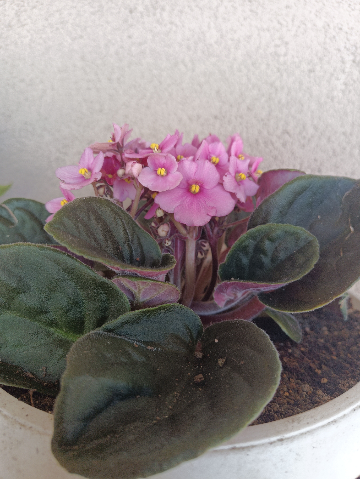 A close-up shot focuses on a potted African violet plant, featuring vibrant pink blossoms with yellow centers, nestled amongst dark green, velvety leaves. The plant is situated in a white pot filled with dark soil. In the background, a textured, light-colored wall suggests an indoor or sheltered outdoor setting, possibly on a balcony or patio in Karnobat, Bulgaria. The lighting is natural and even, highlighting the delicate details of the flowers and foliage. There are no people or animals visible in the image.