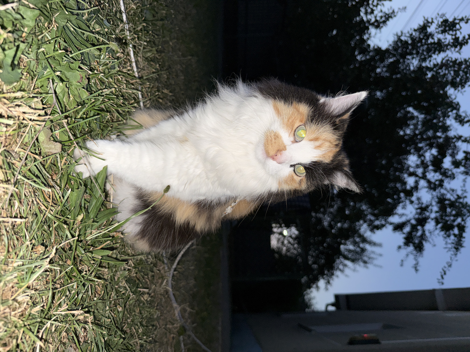 A calico cat with bright green eyes sits on a grassy lawn at dusk. The cat is facing to the right and appears alert. In the background, there are trees and the side of a building. The sky is a deep blue, indicating the transition from day to night. The lighting suggests artificial light is present, possibly from the building or streetlights, illuminating the cat.