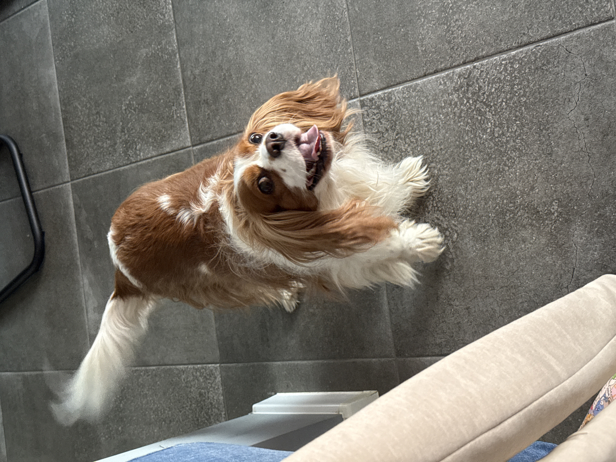 A Cavalier King Charles Spaniel is lying on its back on a gray tiled floor with its tongue sticking out and head tilted back. Its fur is primarily brown and white. A partial view of a beige upholstered object is in the foreground and a portion of a black chair leg is visible in the background to the left. The location appears to be indoors. There are no other people or subjects visible in the frame. It is not possible to determine if the location is in Sofia, Bulgaria from the image alone.