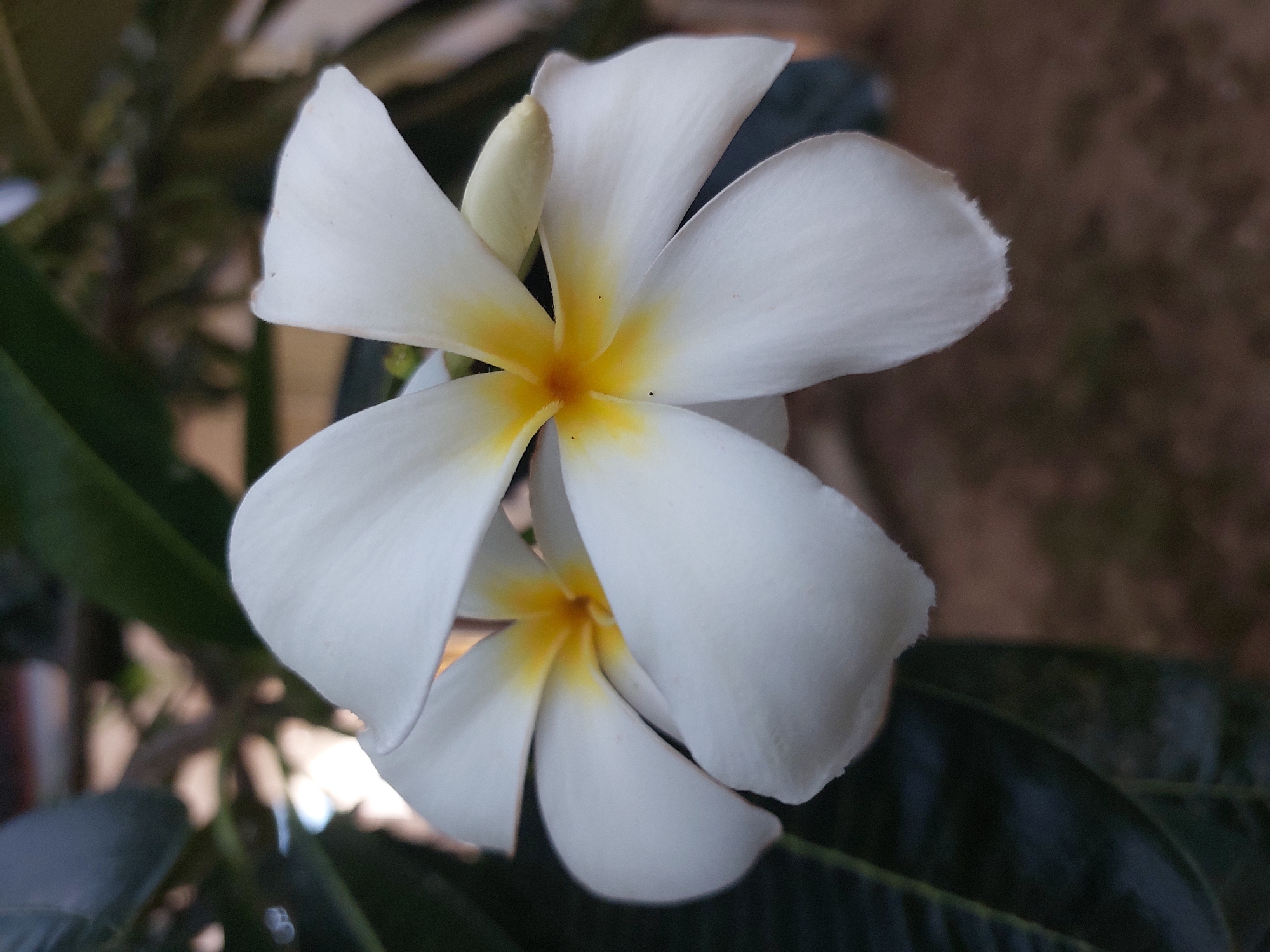 Two white plumeria flowers with yellow centers are in focus in the foreground of the image. The flowers are positioned on the left side of the frame, with their petals overlapping and slightly unfurling. In the background, dark green leaves and a blurred earthy-toned ground are visible. The image appears to have been taken outdoors, possibly in a garden or natural setting in Baan Mae Nam, Thailand, given the presence of plumeria flowers, which are common in tropical regions.