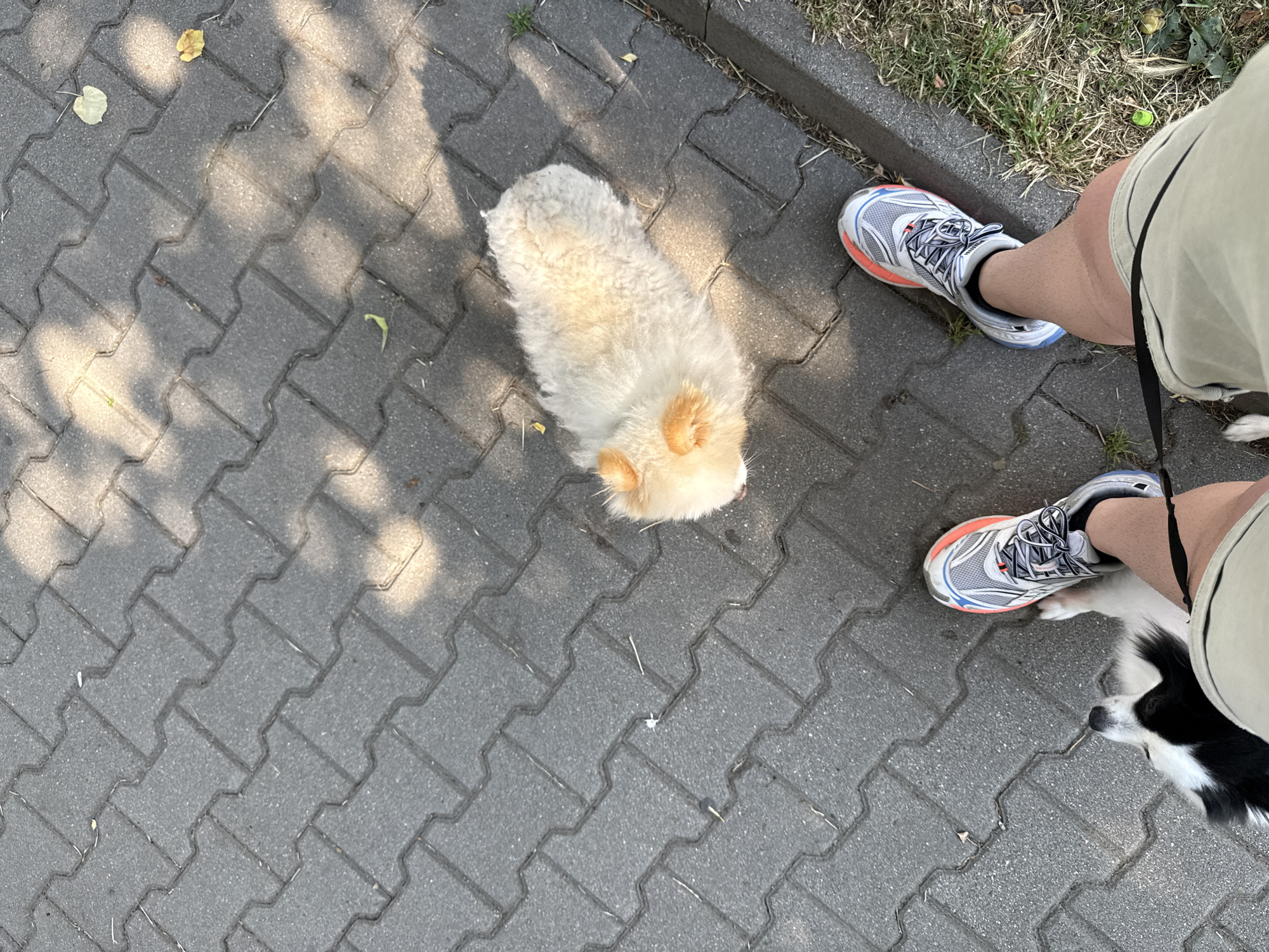 The image depicts a top-down view of an outdoor scene in Stara Zagora, Bulgaria, focusing on a person's lower body and two dogs on a paved surface. The ground is composed of interlocking grey concrete pavers, partially illuminated by sunlight creating dappled shadows across the surface. A person is visible from the waist down, wearing light-colored shorts and athletic shoes, specifically a pair with grey, white, and orange/pink accents on the right foot, positioned on the pavement near a grassy edge on the right side of the frame. A black leash extends from the person's left leg area. To the person's immediate left, a black and white dog, likely a Border Collie, is partially visible, with its head turned upwards towards the person. Further into the scene, towards the upper right, a second dog is present. This dog is cream-colored with fluffy fur and distinct orange-tan ears, appearing to be lying or sitting on the pavement facing left. Scattered dry leaves and small debris are visible on the pavement and in the adjacent grassy strip.