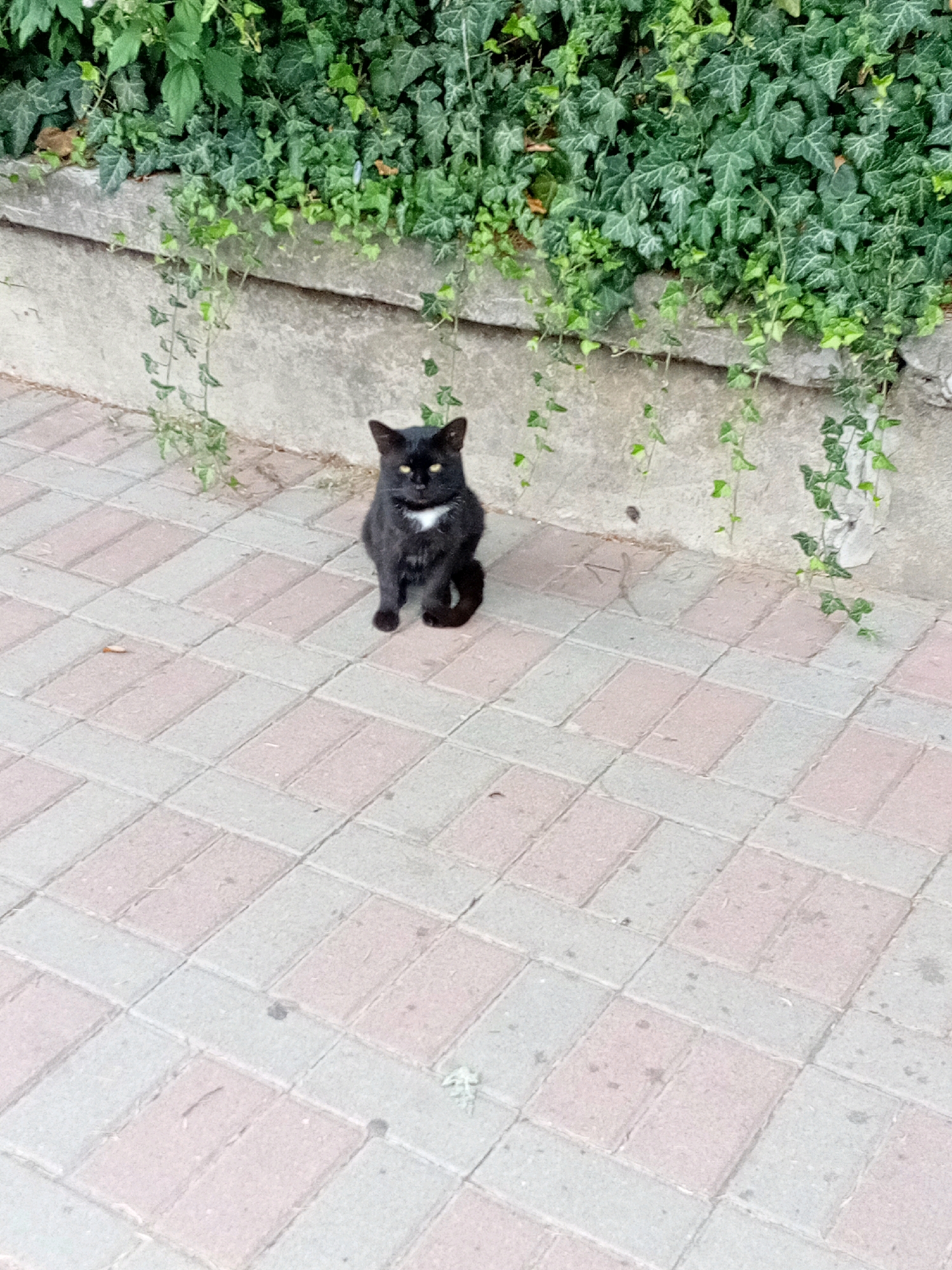 A black cat with a white patch on its chest sits on a paved walkway in front of a low stone wall covered in ivy. The walkway is composed of rectangular pavers laid in a herringbone pattern, alternating between pale pink and light grey. Green ivy vines cascade down the wall and onto the walkway. The scene is outdoors, suggesting a public space or residential area in Tiachiv, Ukraine. The cat is facing forward, with its yellow eyes open and alert. Its tail is curled around its body. The lighting is natural, indicating daytime.