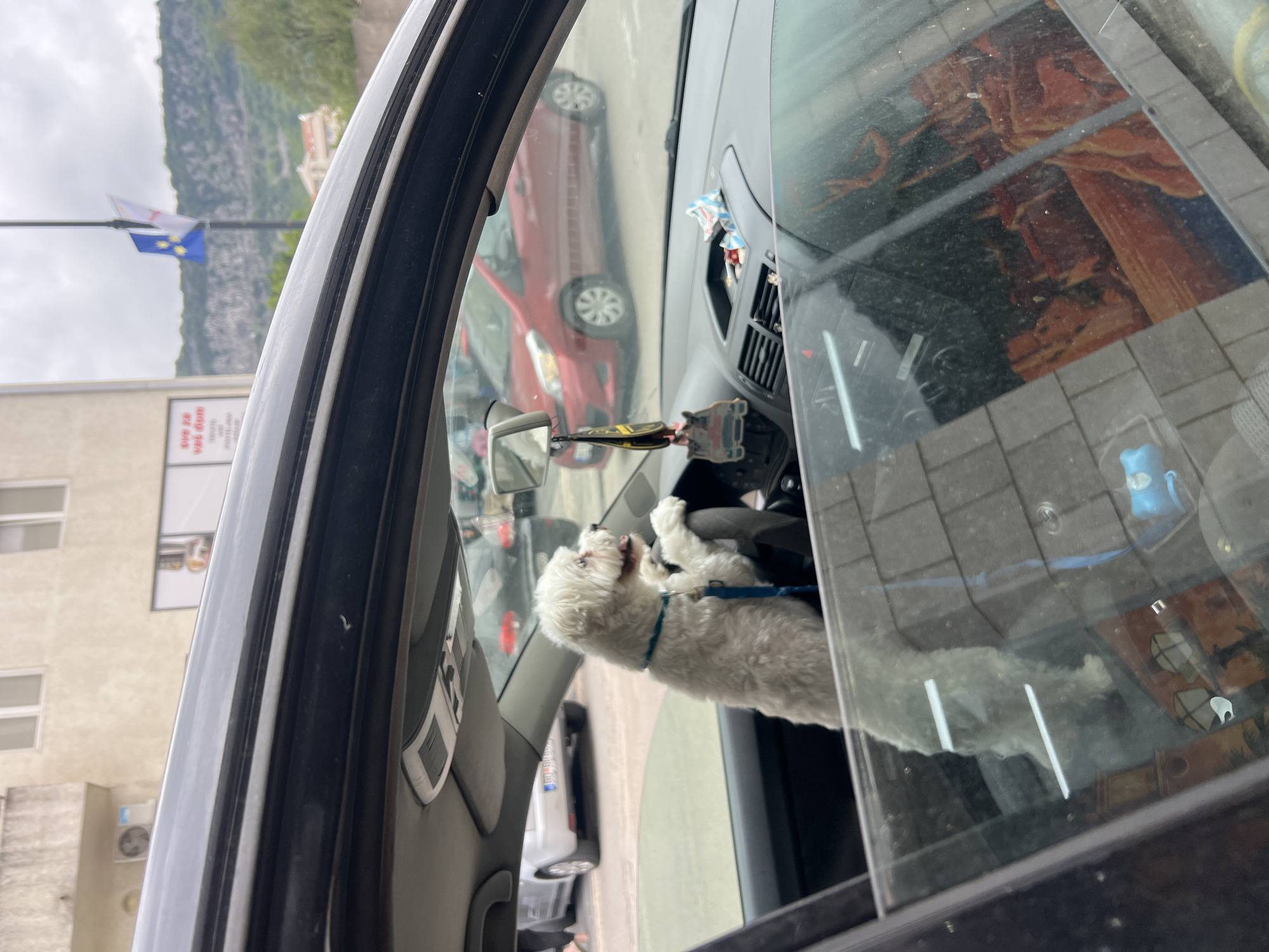 The scene, likely in Budva, Montenegro, presents a view from inside a car. A small white dog wearing a blue collar sits in the driver's seat, its front paws near the steering wheel. Reflections in the windshield show parts of the surrounding environment, including a red car, buildings, a flagpole with a flag featuring yellow stars on a blue background, and a mountainside. A building with several windows is visible through the car window. Inside the car, the dashboard and other interior details are visible. The rearview mirror and dashboard elements are also noticeable.
