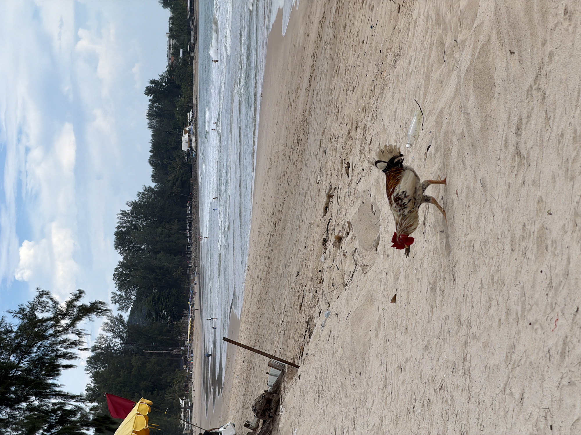 The image depicts a sandy beach in Choeng Thale, Thailand, with the ocean and a treeline in the background. In the foreground, a rooster is walking on the sand. The beach is sparsely populated with a few people in the distance wading in the water. Several beach umbrellas and structures are visible along the treeline. There is some debris on the sand, including plastic bottles and dried vegetation. The sky is partly cloudy with a mix of blue sky and white clouds.