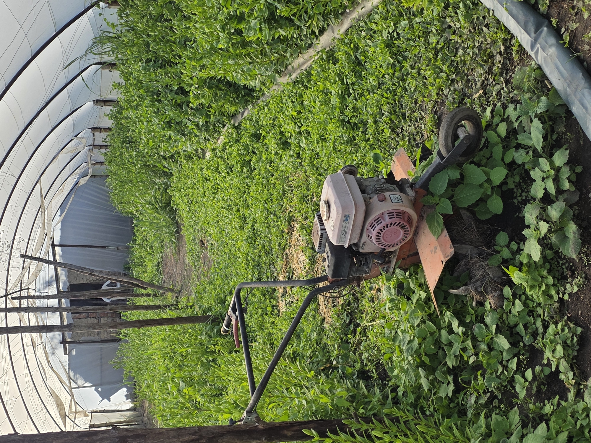 The image shows a small, pink and orange rototiller situated amongst dense green vegetation, likely in a greenhouse or a similar enclosed agricultural structure in Yagodovo, Bulgaria. The tiller is positioned slightly off-center in the frame, with its tines partially obscured by the surrounding plants. A black handle extends from the tiller upwards. The vegetation appears to be a mix of cultivated plants and wild growth, filling the space around the machinery. The greenhouse structure is visible in the background, with a semi-transparent cover stretched over a framework. Wooden beams are present along the lower edge of the frame. The scene appears to be one of agricultural activity or maintenance.