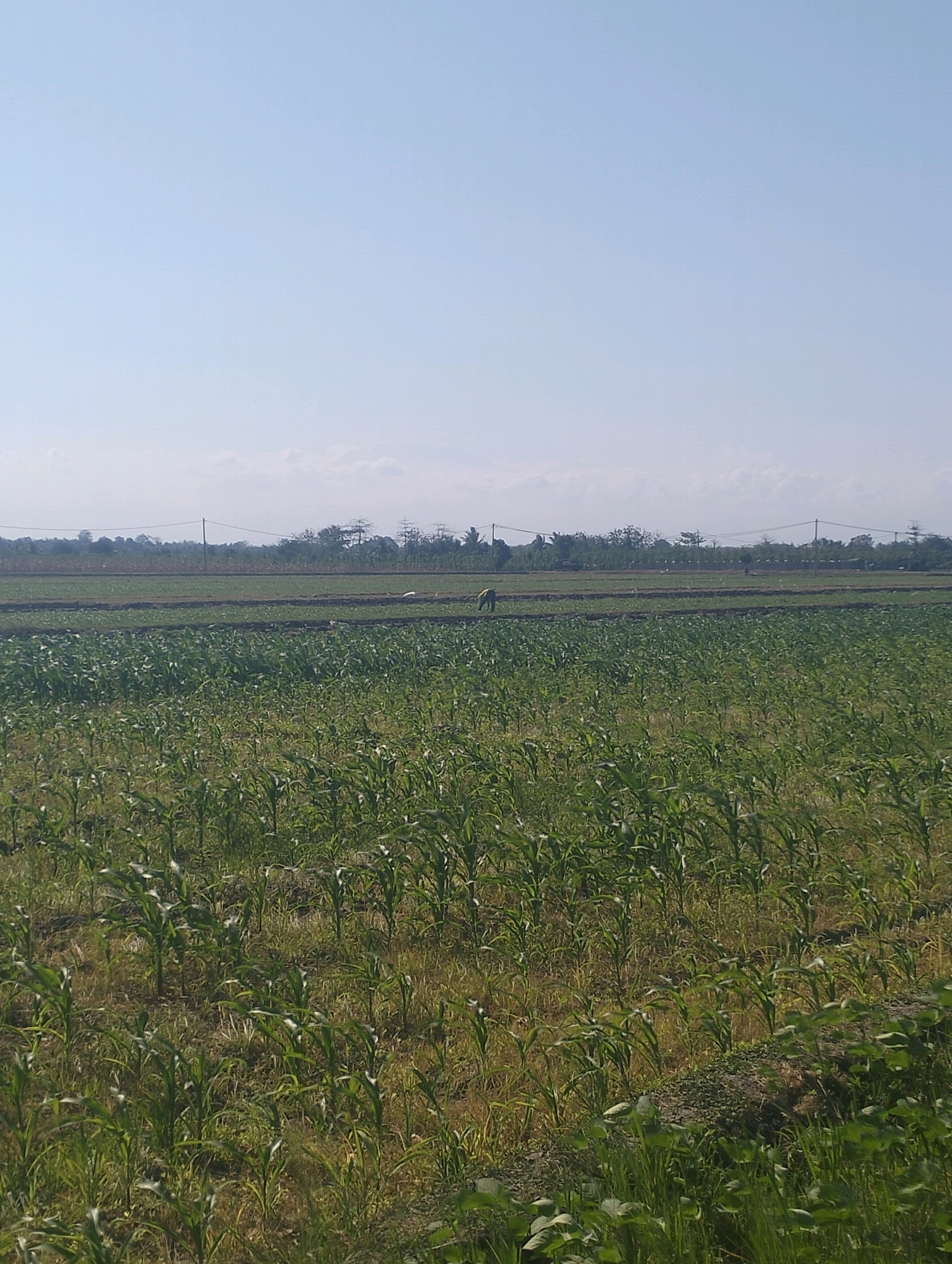 The image captures a wide view of a cornfield under a clear, bright sky. In the foreground, young corn plants with vibrant green leaves are densely packed, interspersed with dry grass and soil. The field extends into the middle ground, where rows of slightly taller corn plants are visible. Further back, across a dark band of tilled earth, another field with shorter green crops is present. In the far distance, a line of trees forms a backdrop against the horizon, punctuated by utility poles and wires. The sky is a pale blue, with a few wispy clouds visible near the horizon. On the middle ground field, a solitary figure, possibly a farmer, is bent over and working. Another small, indistinct figure is also visible further to the right. The scene appears to be a rural landscape in Desa Kedungasri, Indonesia, during daylight.