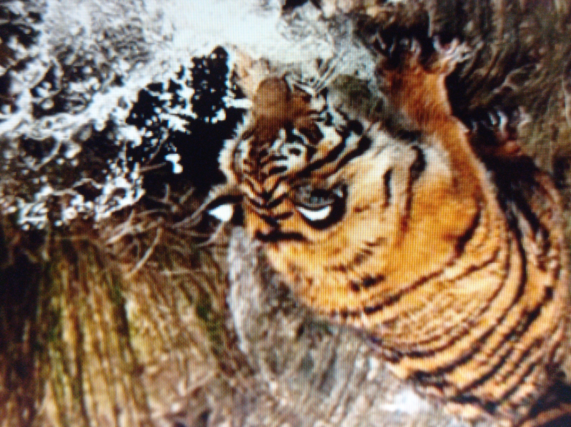 The image shows a close-up of a tiger's head and upper body. The tiger is predominantly orange with black stripes. Its face is visible, with its eyes open and looking forward. The tiger is positioned in a natural environment, with dry grass or reeds in the background and some rocky or snowy texture in the foreground. The lighting suggests it may be outdoors during the day. There is no information in the image to suggest this scene is located in Mukachevo, Ukraine.
