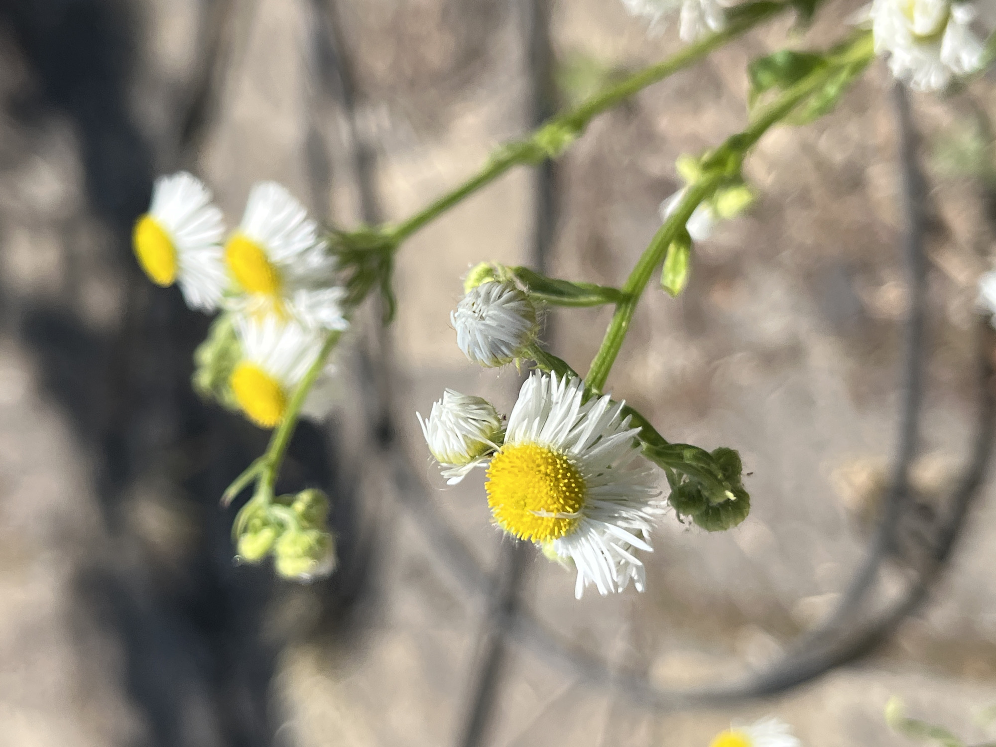 This media file is a close-up, shallow depth-of-field photograph of a cluster of small, daisy-like flowers with yellow centers and white ray florets. The flowers are on green stems and are growing in a natural, outdoor setting. Some of the flowers are in full bloom, while others are still buds. The background is blurred, suggesting a natural environment such as a field or roadside. There are some darker, out-of-focus elements in the background that could be foliage or shadows. The lighting suggests it is daytime, possibly morning or late afternoon due to the soft quality of light. There is no visible text in the image. The overall impression is one of delicate, natural beauty.