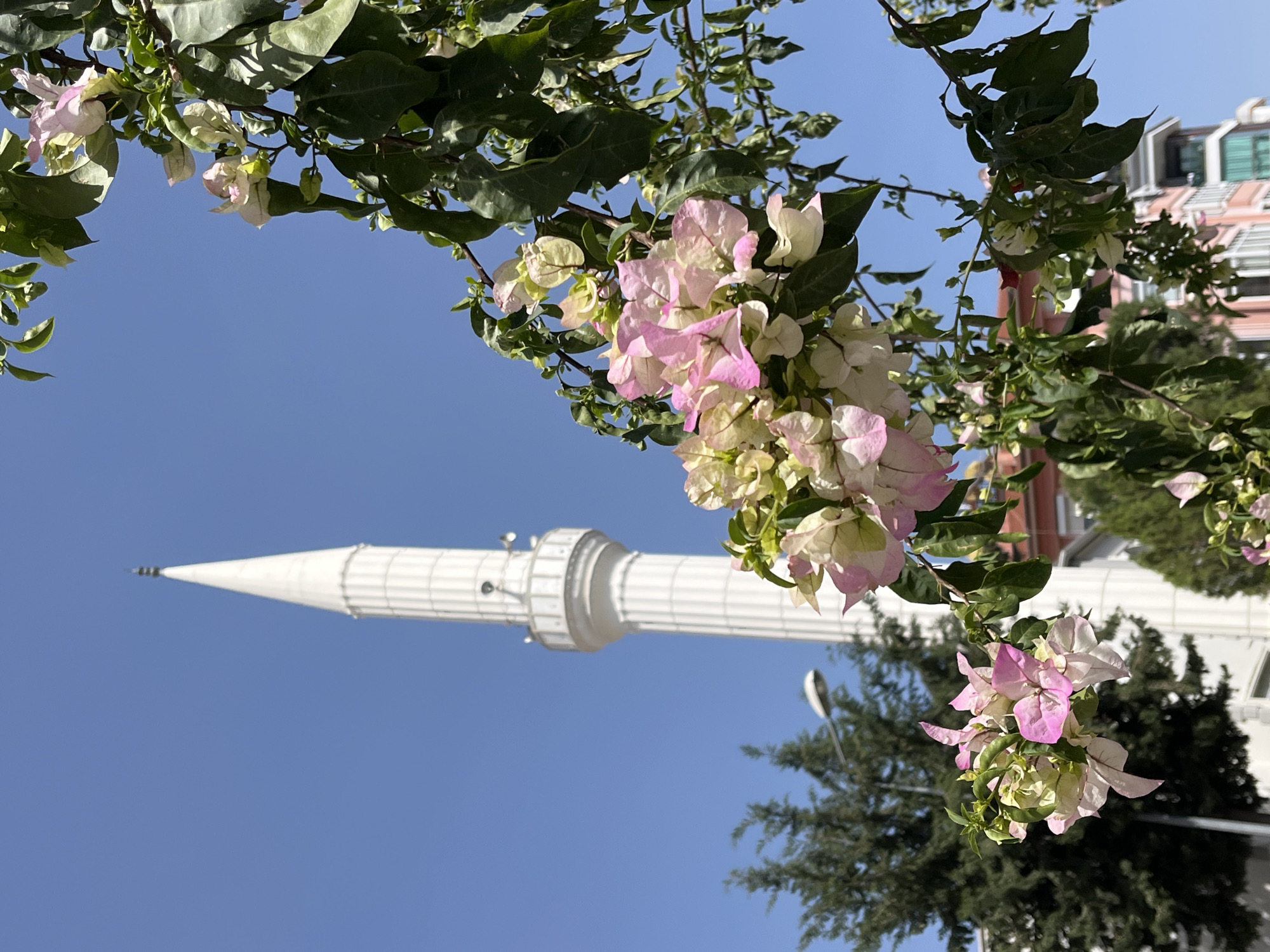 The image shows a low-angle view of a white minaret in Alanya, Turkey. The minaret is seen against a clear blue sky. Pink and white bougainvillea flowers frame the top and right side of the image, with green leaves interspersed among the blossoms. The surrounding environment includes buildings and trees. The minaret's design is cylindrical with horizontal bands, tapering to a pointed tip. A light post is visible next to the minaret, slightly obscured by some trees.