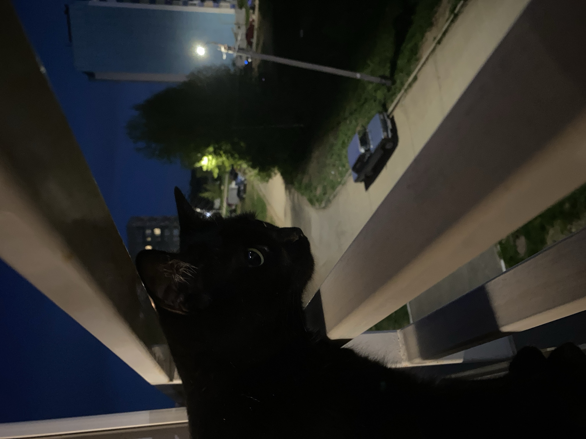 A black cat peers through the railing of a balcony at night. Visible in the background are apartment buildings, trees, a streetlamp, and a parked car. The location is likely in the city of Chaikovsky, Russia, but this is not directly observable. The focus is on the cat observing the surroundings below.