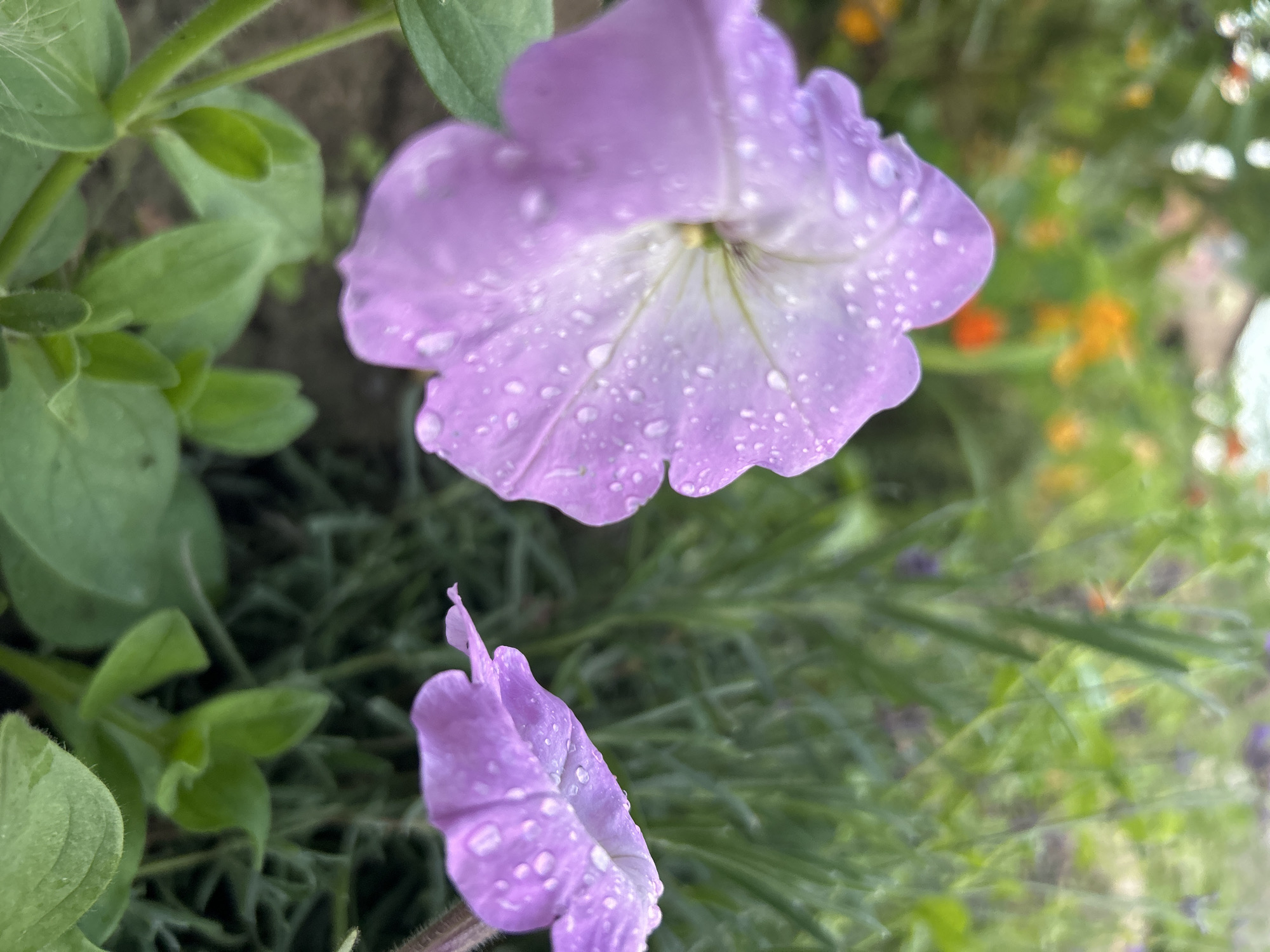 The image is a close-up shot of two light purple petunia flowers, covered in water droplets, set against a blurred background of green foliage and hints of orange and yellow flowers. The primary focus is on the petals and the dew or rain on them. The environment appears to be an outdoor garden. The image does not contain any people or specific identifiable structures or landmarks within Kalitsino, Russia.
