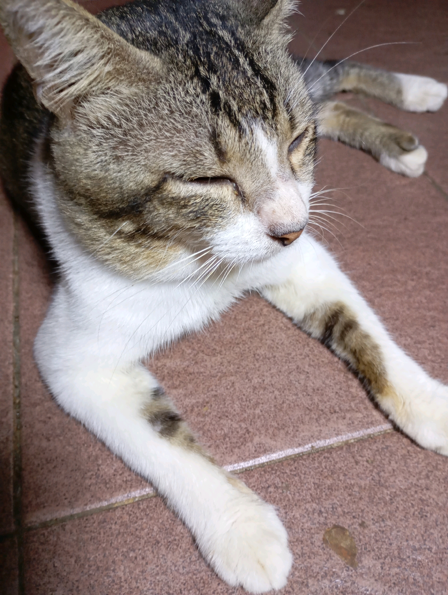 The image shows a close-up of a tabby and white cat lying on a tiled floor. The cat's eyes are partially closed, and it appears to be resting. Its fur is a mix of brown, black, and white. The tiled floor is reddish-brown. The scene is indoors, likely in a residential setting. No specific landmarks of Balikpapan, Indonesia, are visible.