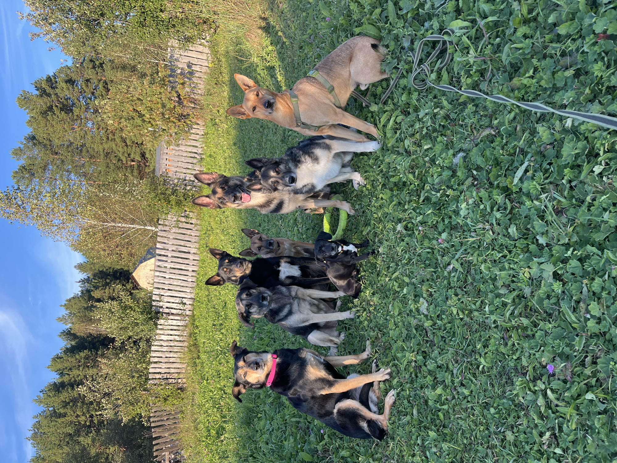 In a grassy area with a wooden fence and trees in the background, seven dogs are posing for a photograph. From left to right, the dogs are: a black and tan dog with a pink collar, a gray and tan mixed-breed dog, a black and tan German Shepherd, a black and tan puppy with a yellow and white bandana, a tan dog with a green harness, a tan and black German Shepherd, and a gray and white mixed-breed dog. The dogs are sitting and looking at the camera. The location is described as being in the city of Nizhny Tagil, Russia, near a forest and a rural setting.