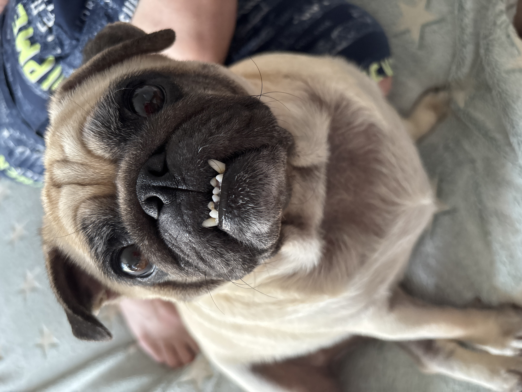 A close-up, eye-level shot shows a pug dog with light brown and black fur. The pug is looking directly at the camera with its mouth open, revealing its teeth. The dog is seated on a light blue blanket with white star patterns. In the background, parts of a person's legs wearing blue patterned shorts and feet are visible, suggesting the dog is on someone's lap or close to them. The lighting is natural and appears to be from an overhead source, casting soft shadows. There are no specific details in the image that would indicate the location is in Sochi, Russia.